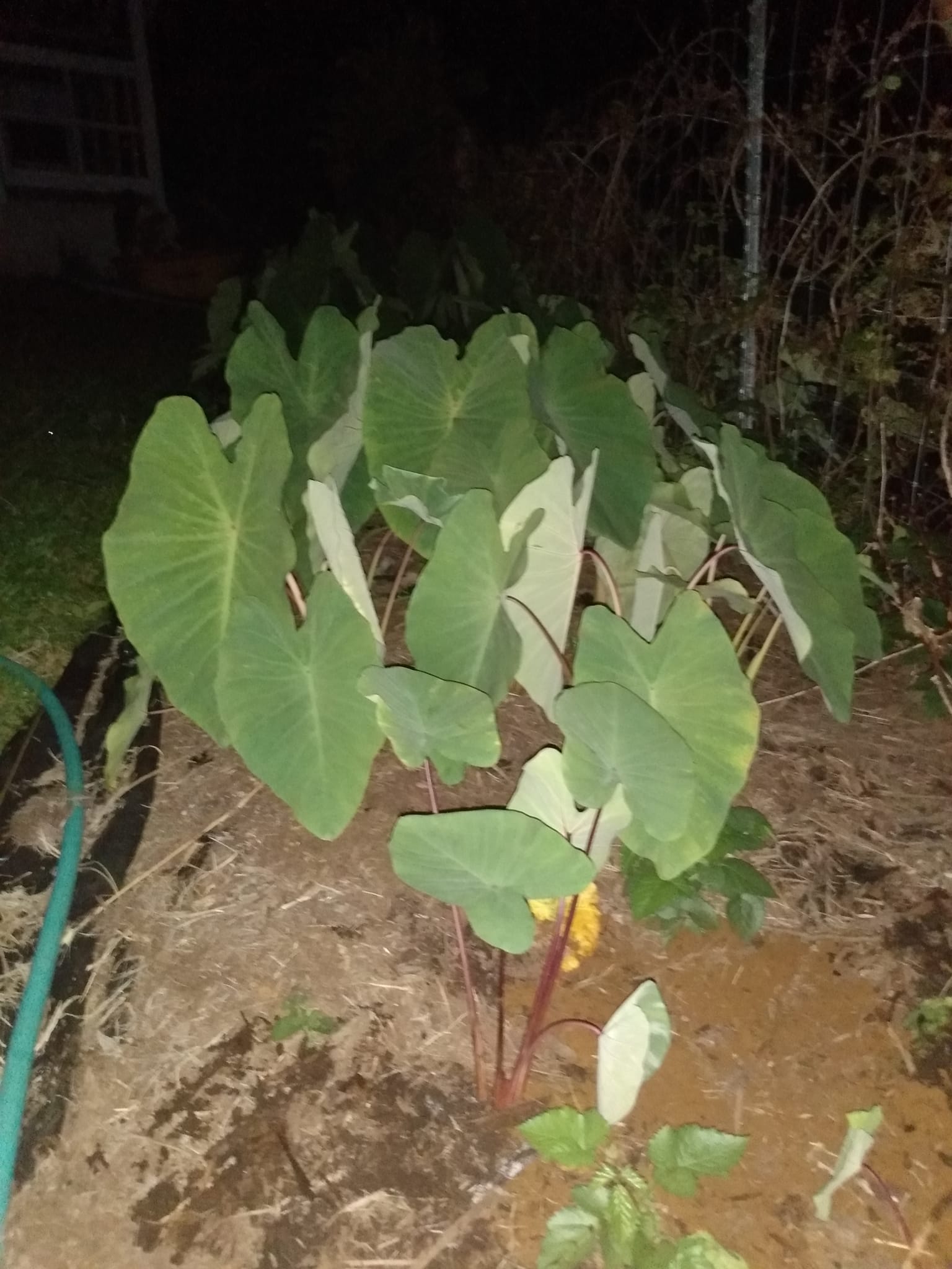 346日目:Ula'ula Kumuを植えた