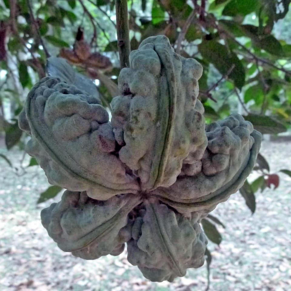 347日目:コラナッツを植えた