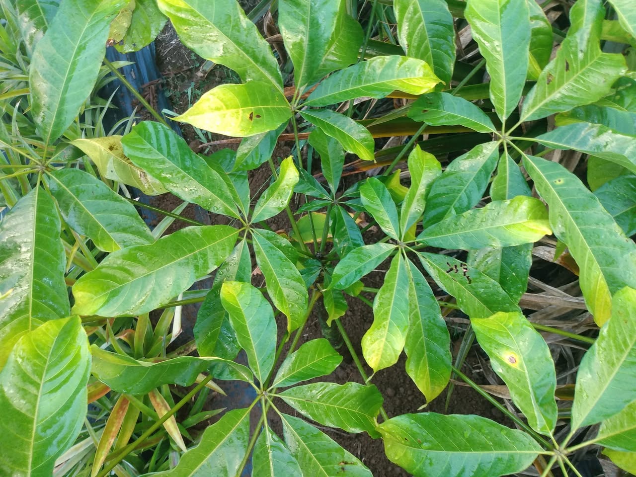 347日目:コラナッツを植えた