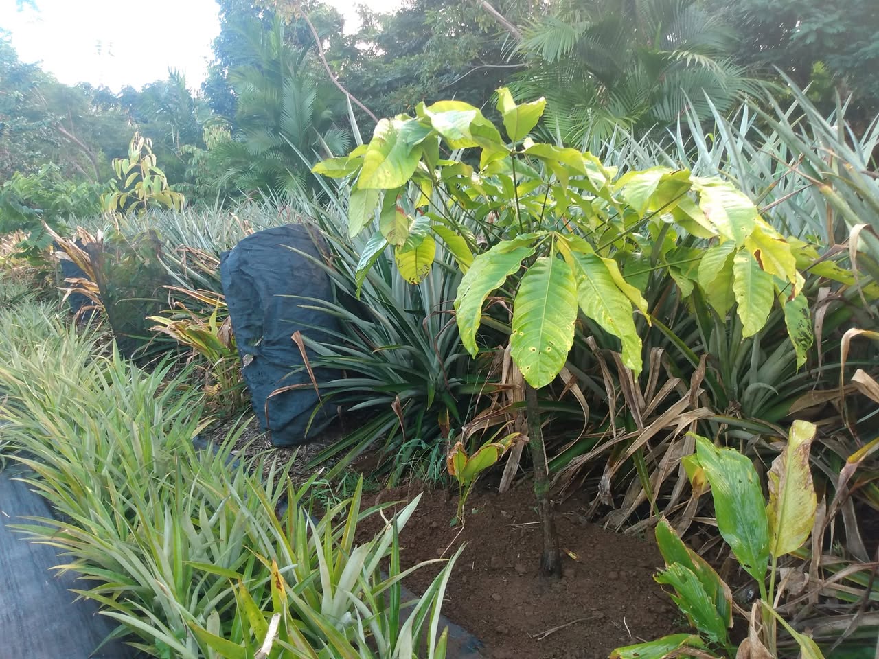347日目:コラナッツを植えた