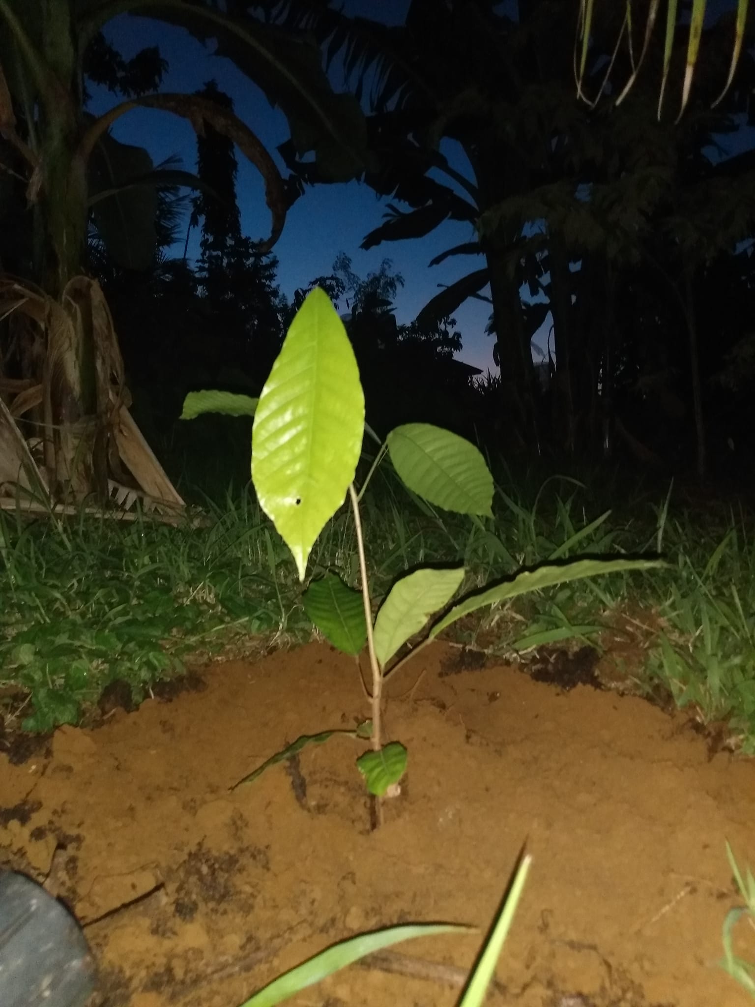 348日目:カカオを植えた