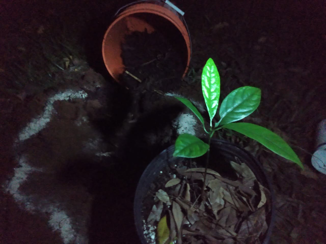349日目:ナツメグを植えた