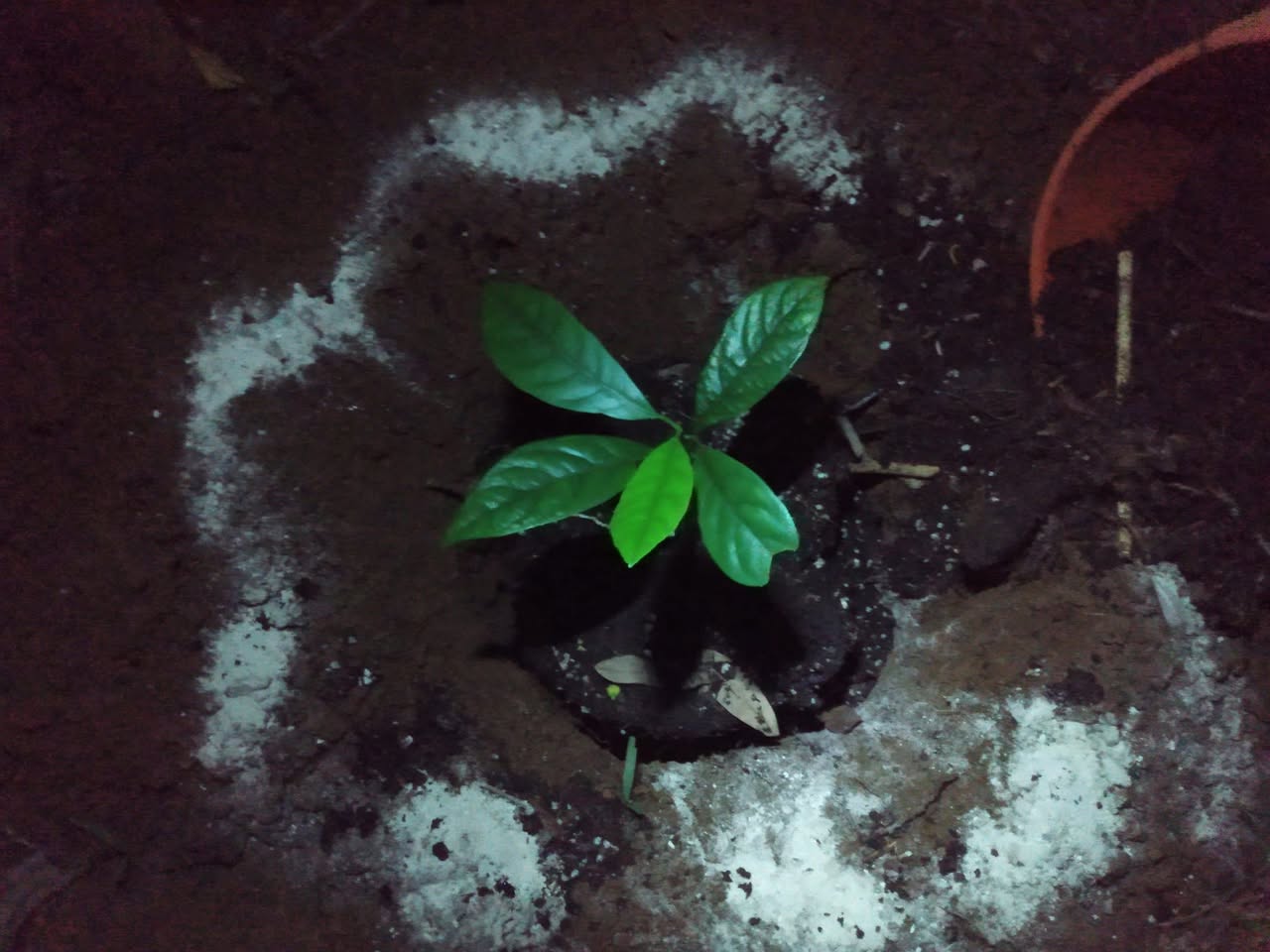 349日目:ナツメグを植えた