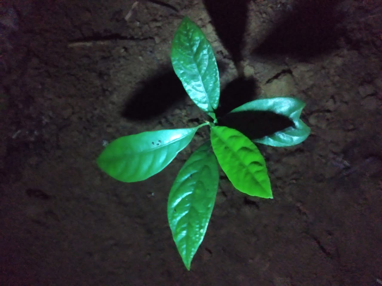 349日目:ナツメグを植えた