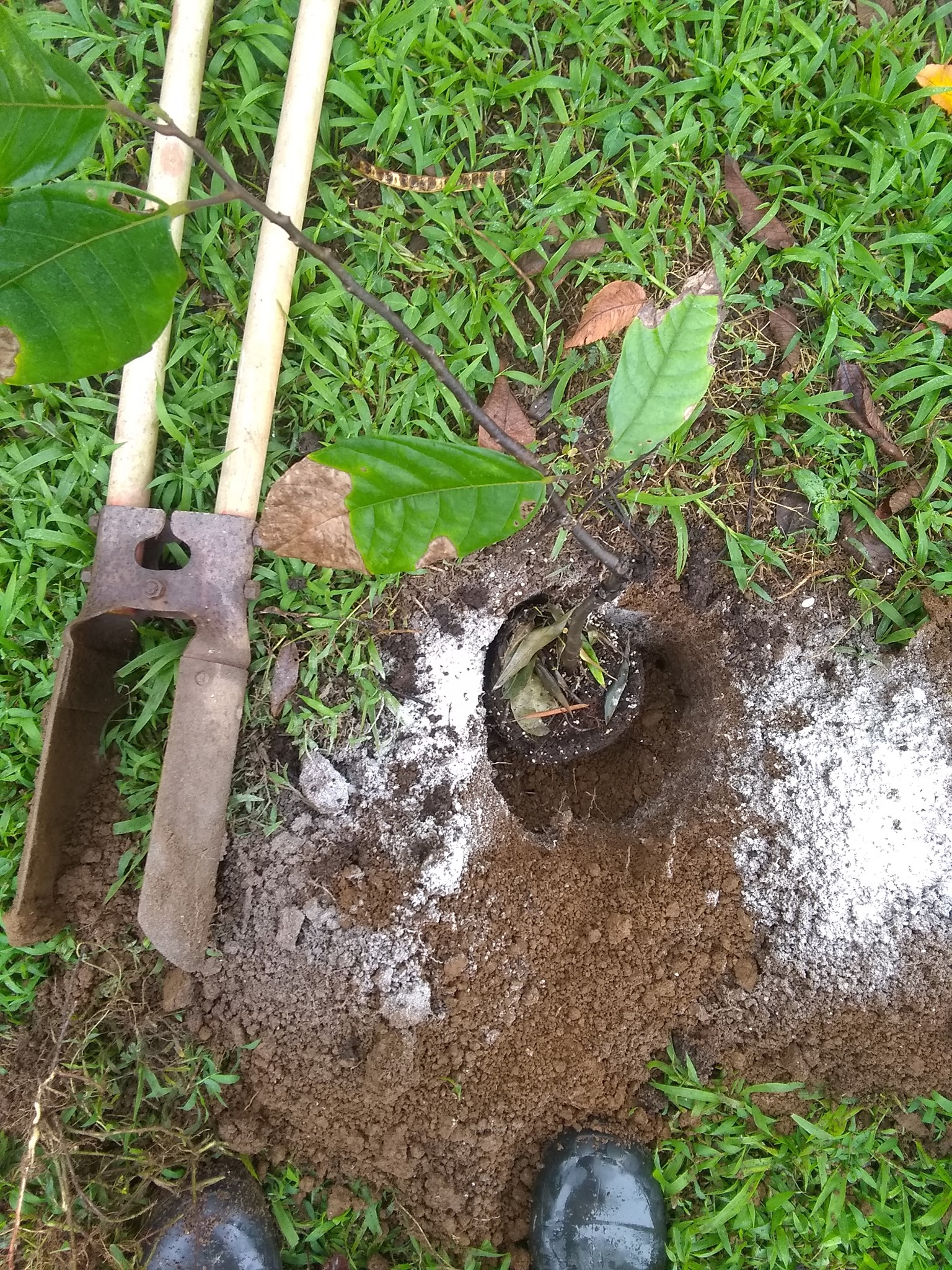 35日目:カカオを植えた