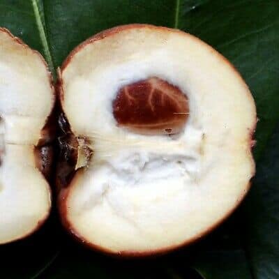 350日目:ベルベットアップルを植えた