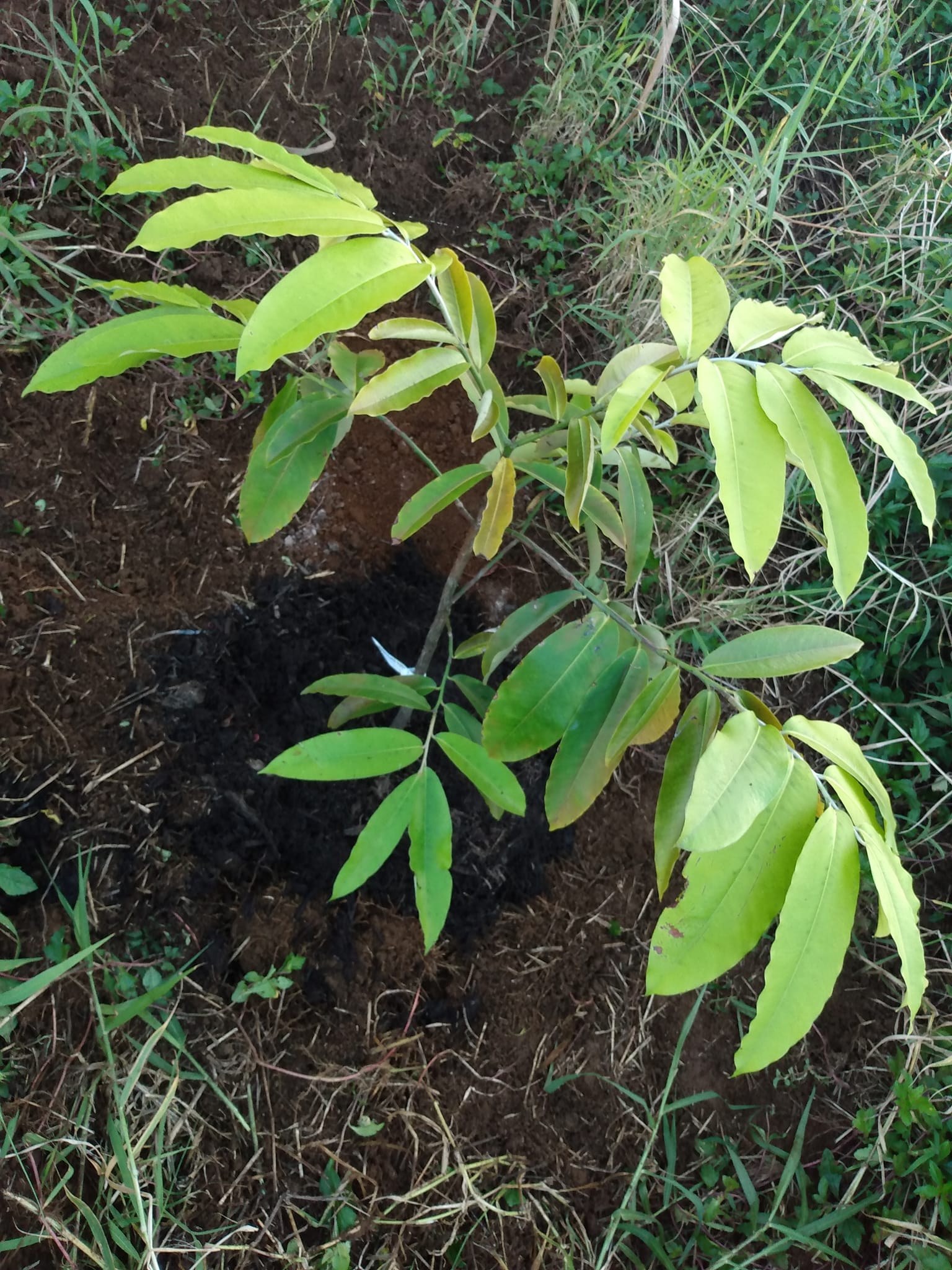 350日目:ベルベットアップルを植えた