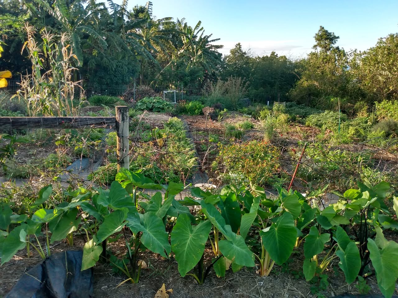 350日目:ベルベットアップルを植えた