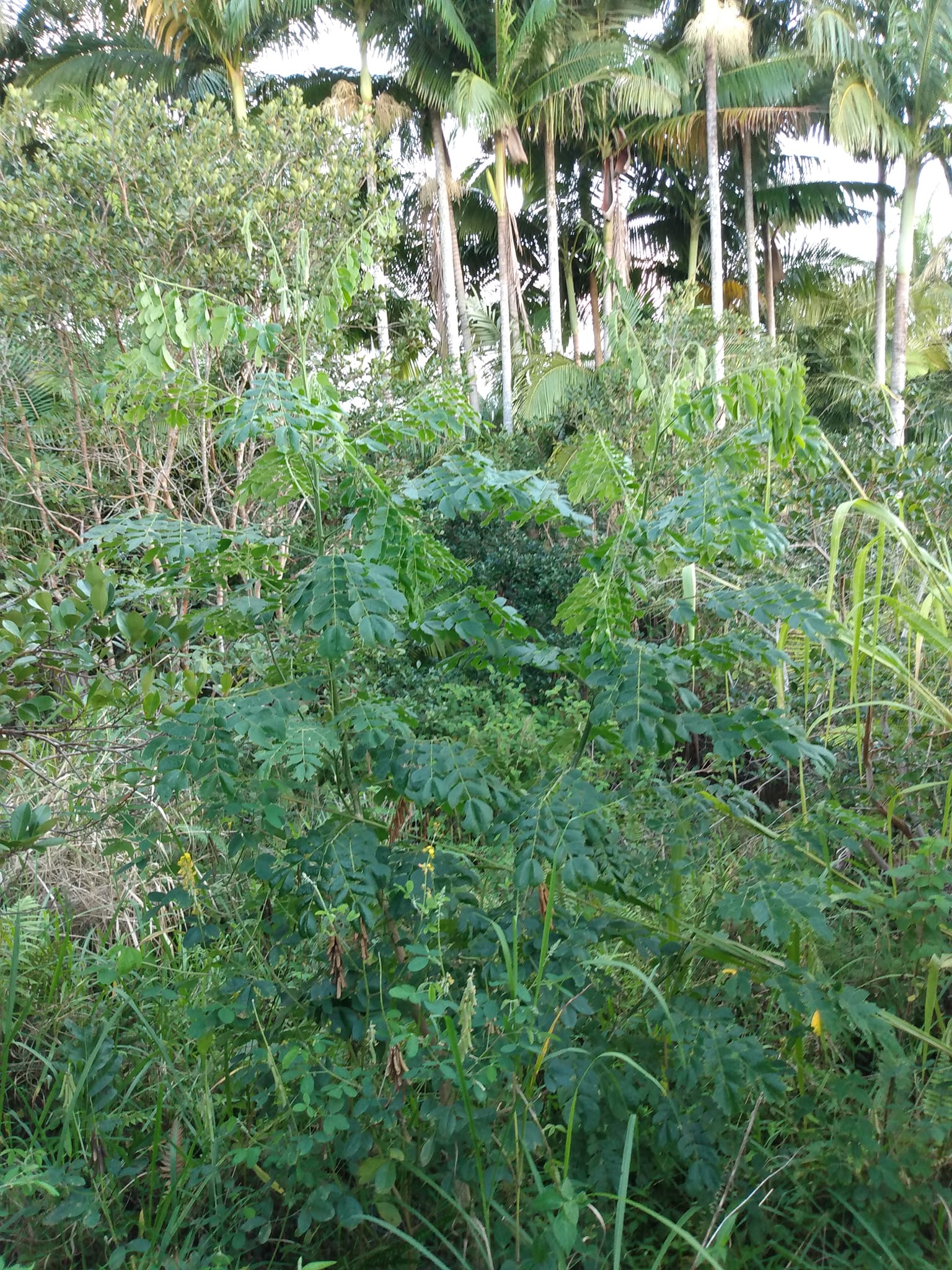 350日目:ベルベットアップルを植えた
