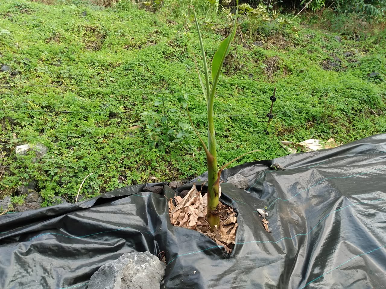 352日目:コナ側でプランテンを植えた