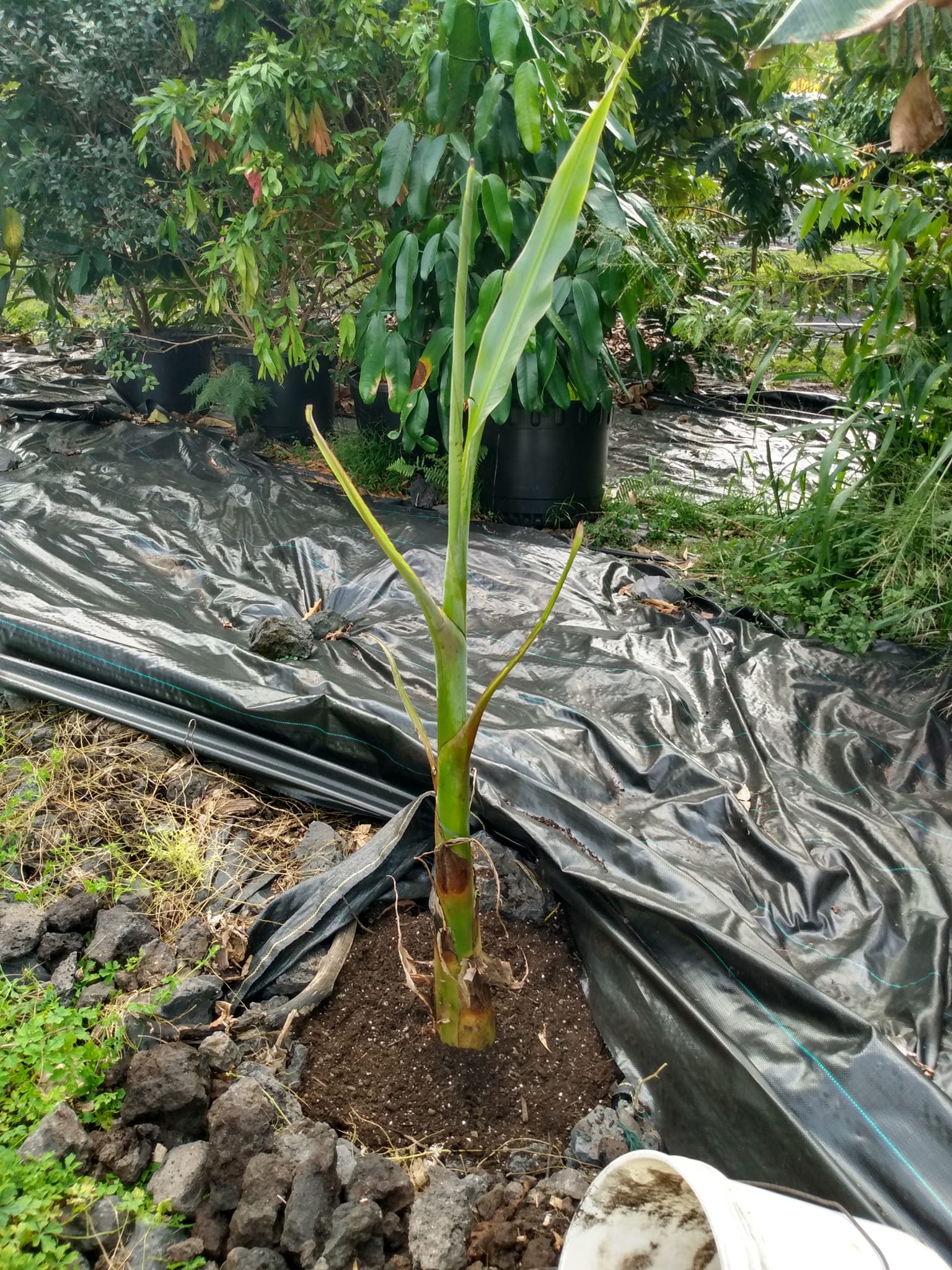 352日目:コナ側でプランテンを植えた