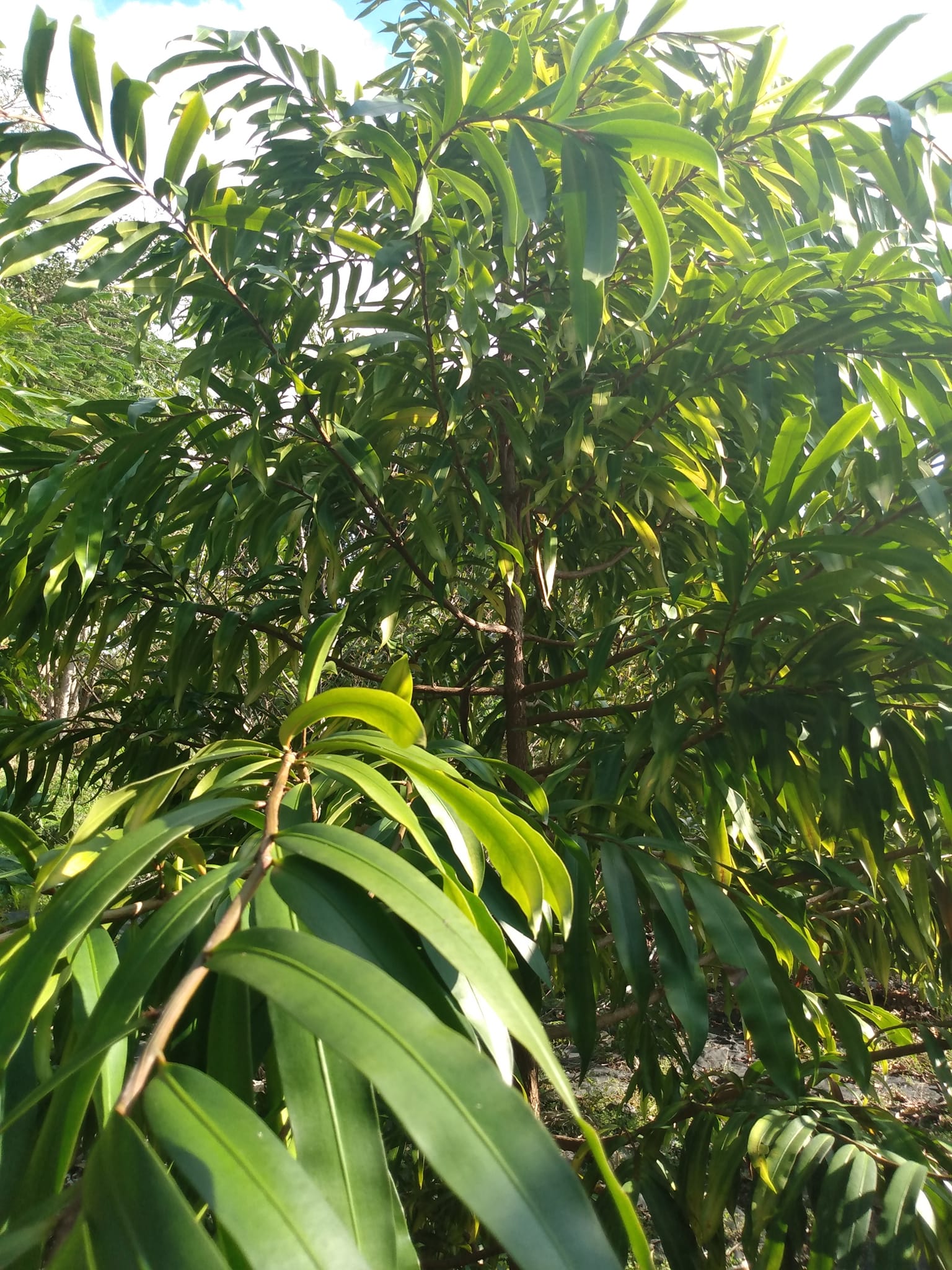 352日目:コナ側でプランテンを植えた