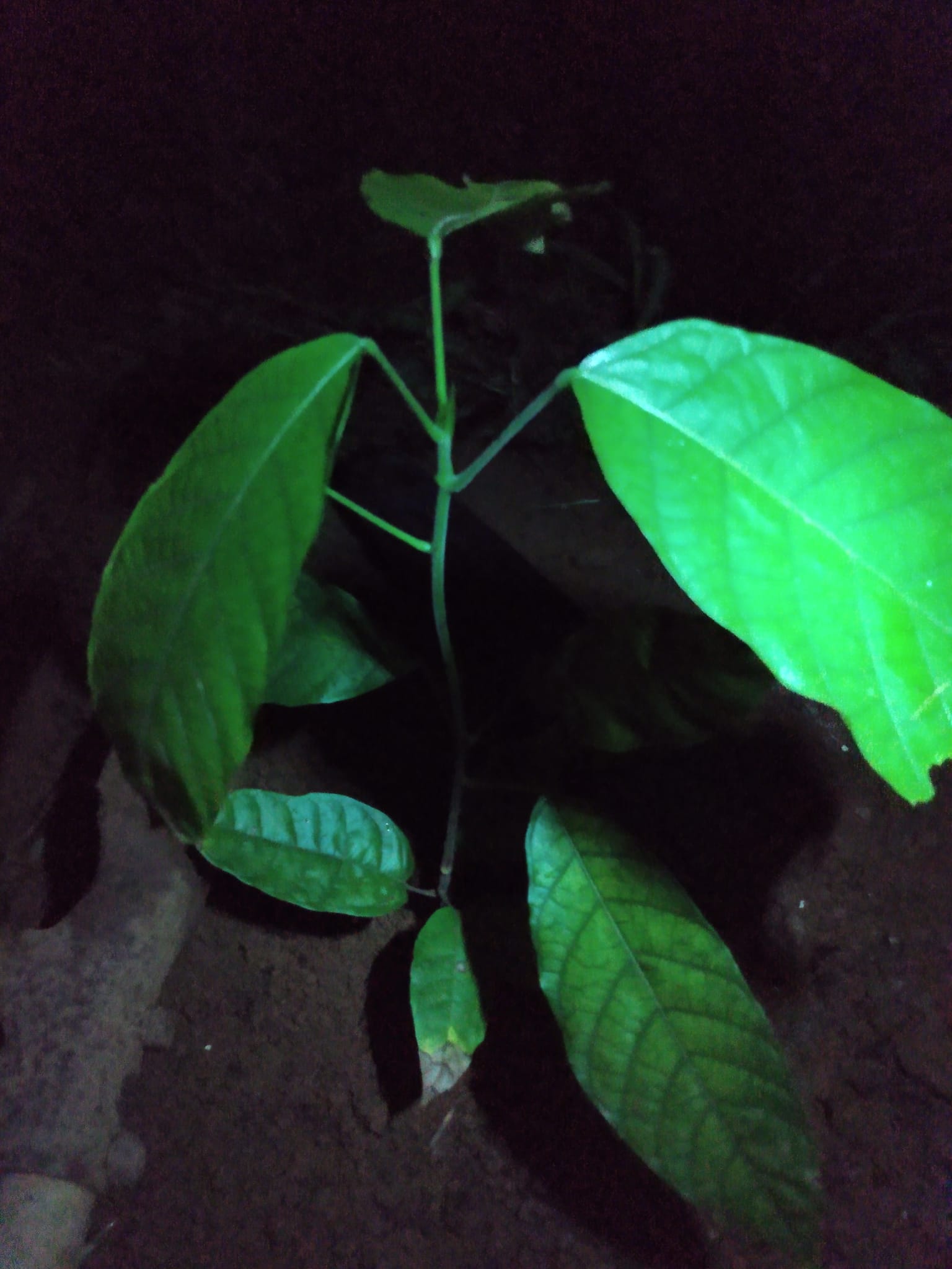 354日目:カカオを植えた