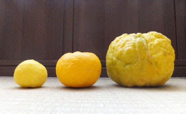 Day 355: Today I planted a grafted yuzu tree that I got from Ken. In East Asia and especi