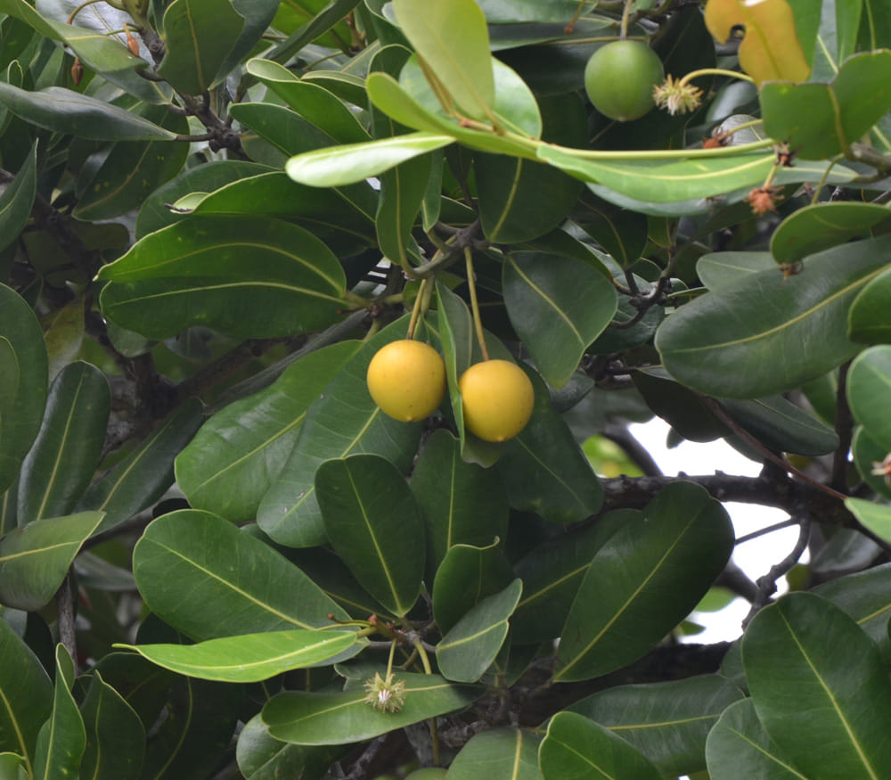 356日目:バラタを植えた