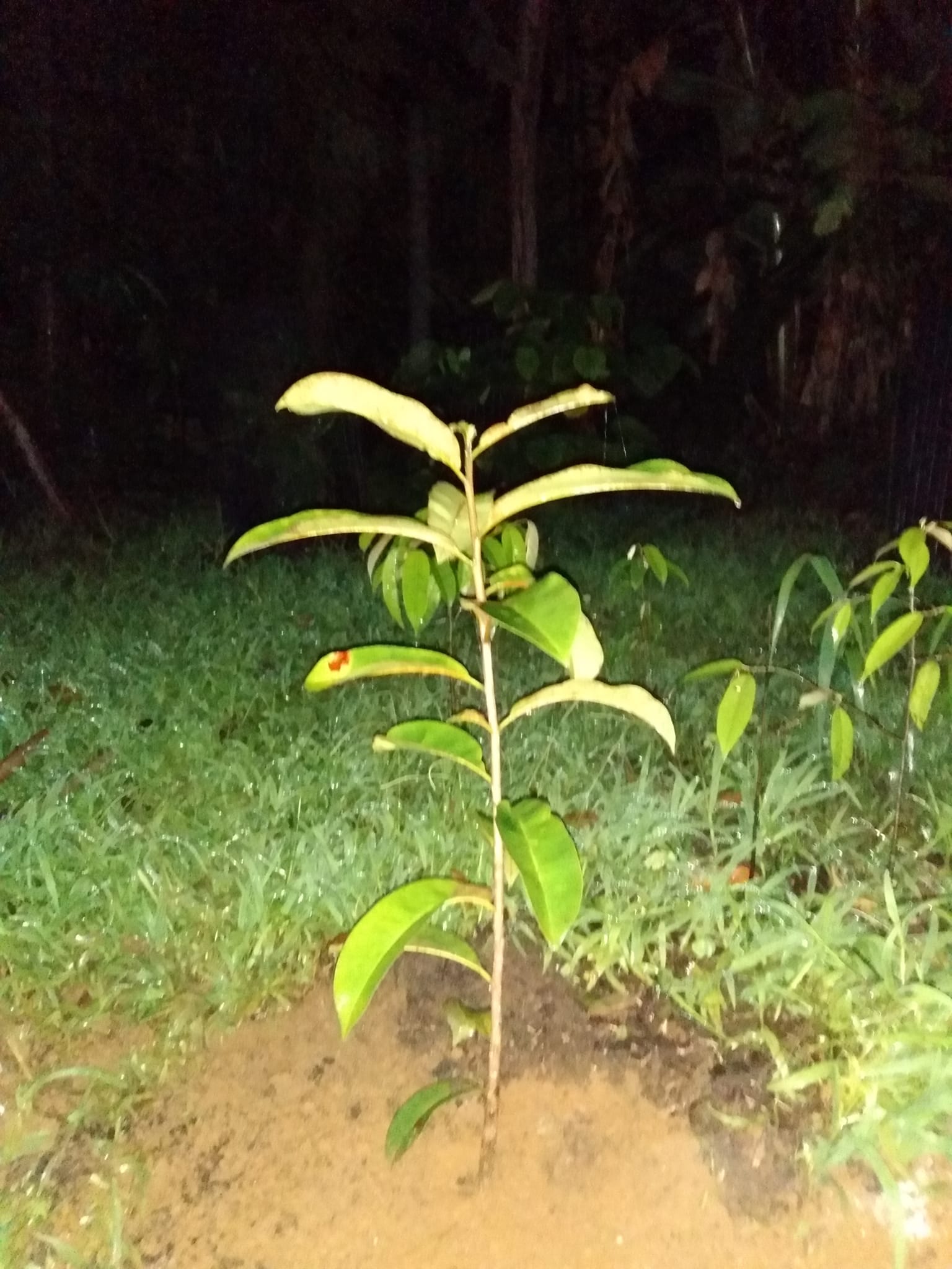356日目:バラタを植えた