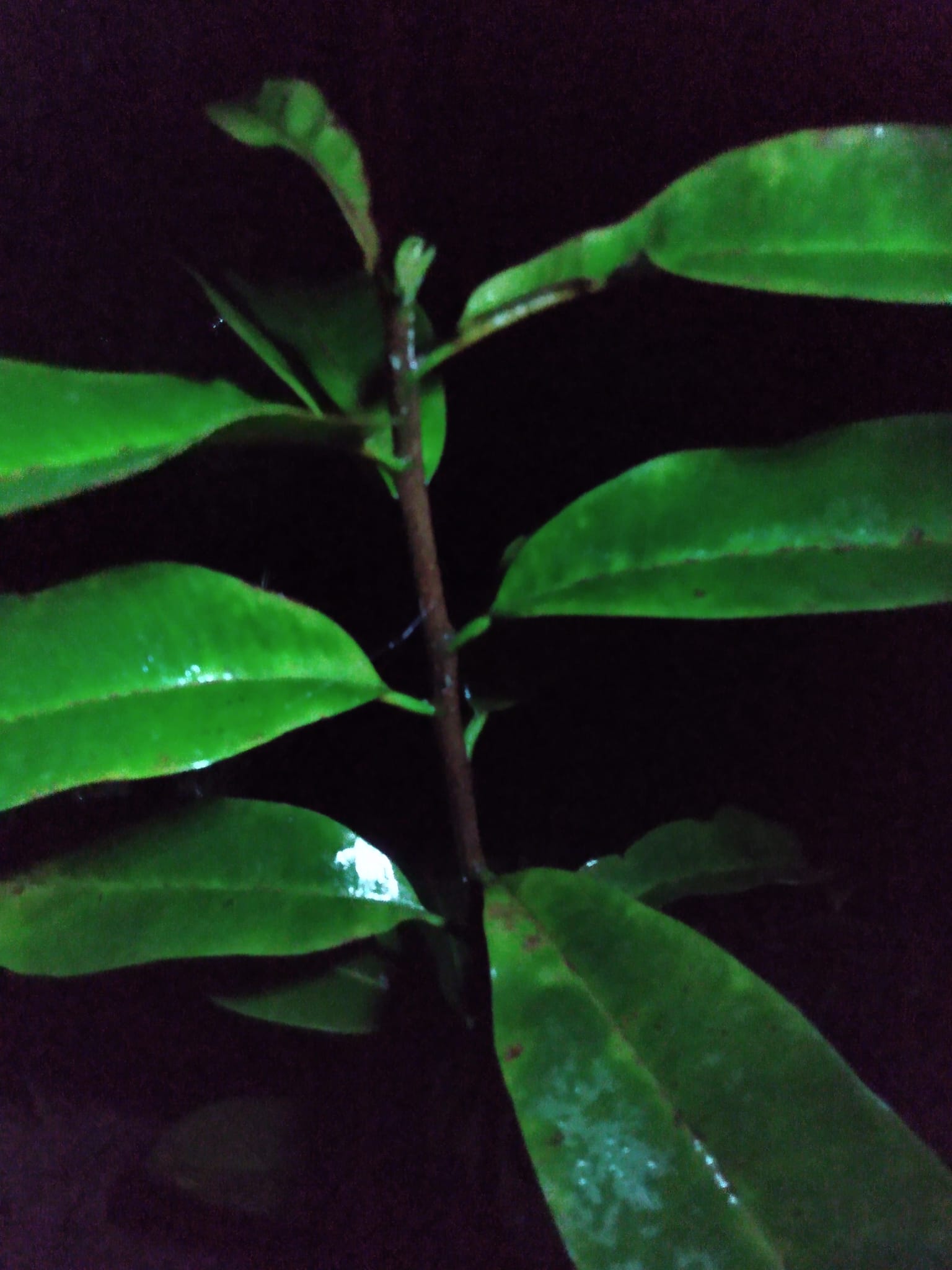 356日目:バラタを植えた