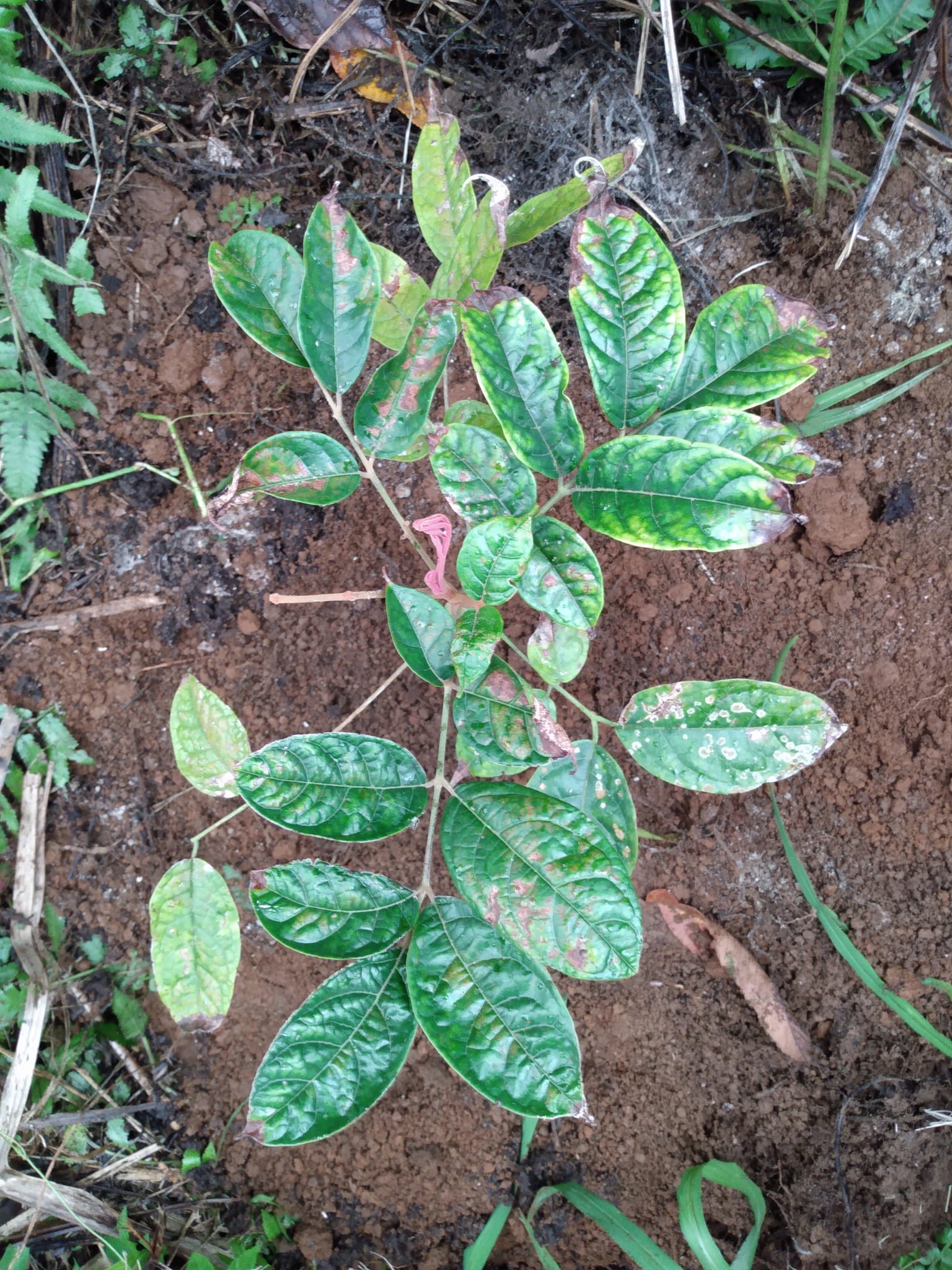 357日目:サフーを植えた