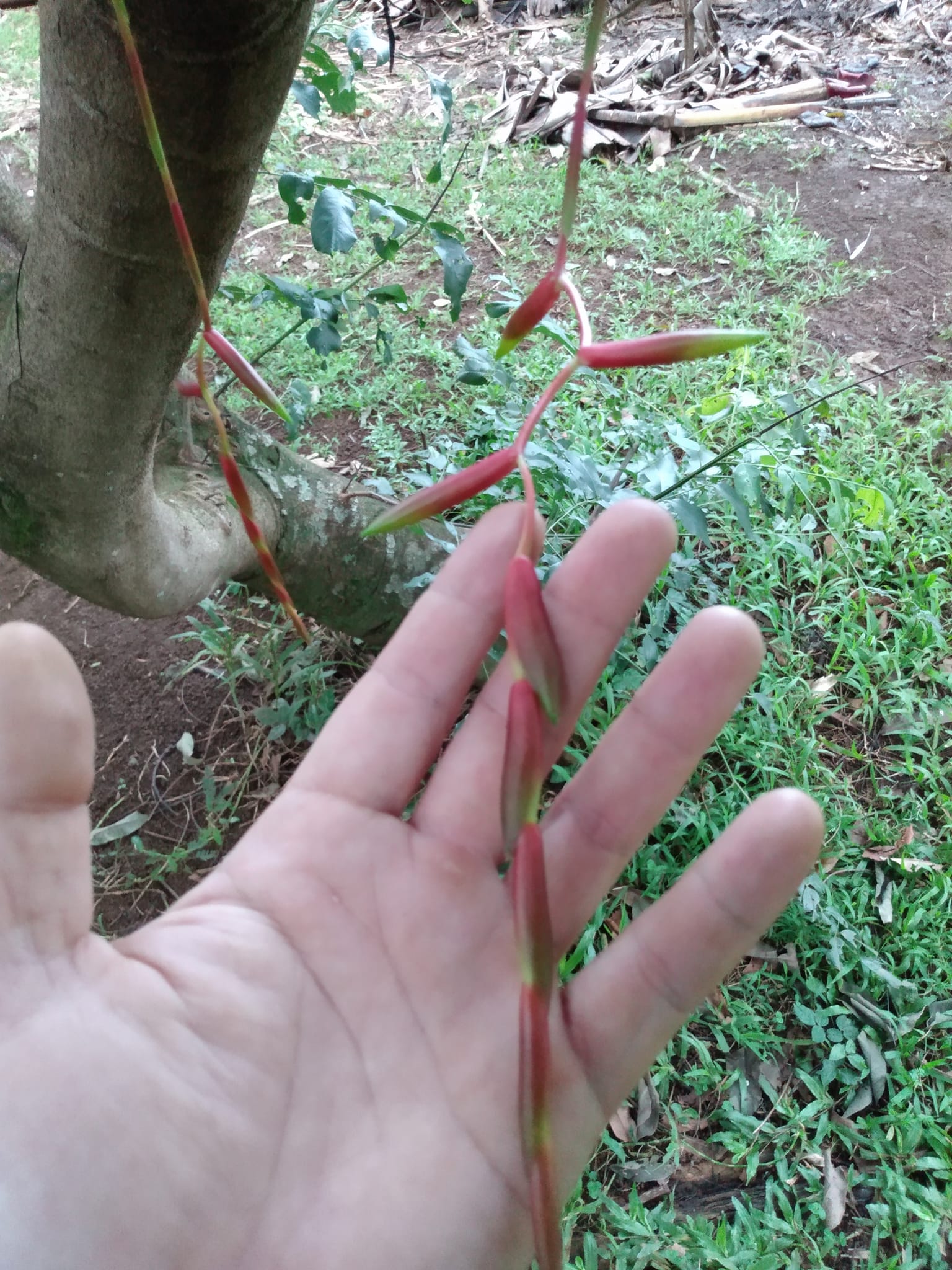 357日目:サフーを植えた