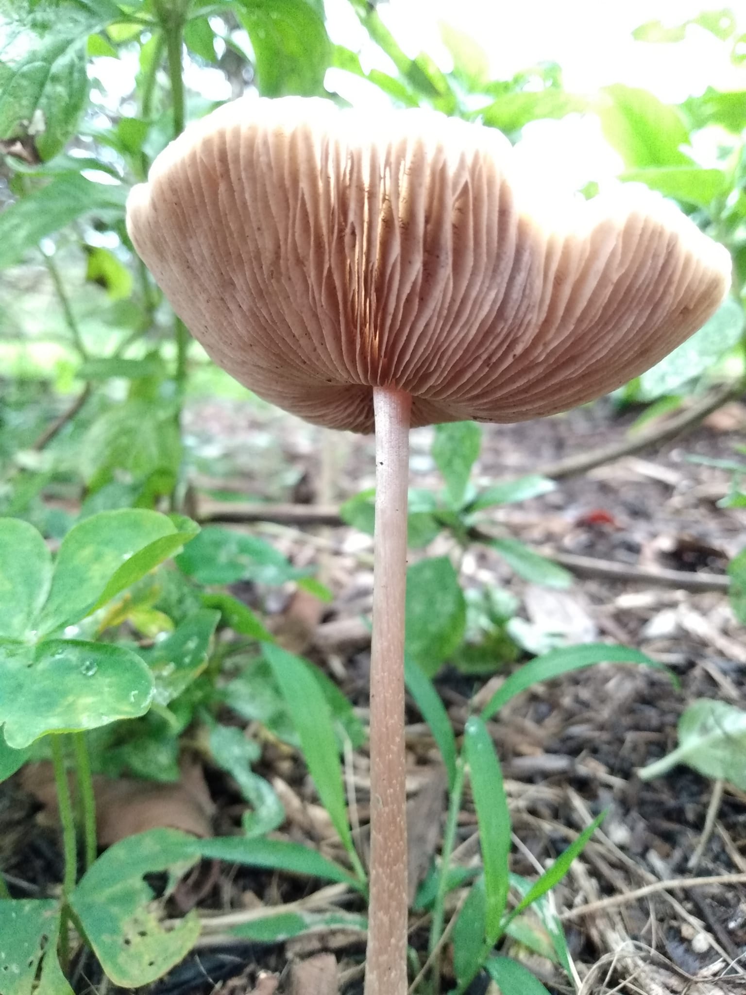 357日目:サフーを植えた