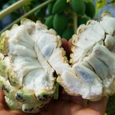 Day 359: Today I planted a sugar apple tree, Annona squamosa that I sprouted from seed ea