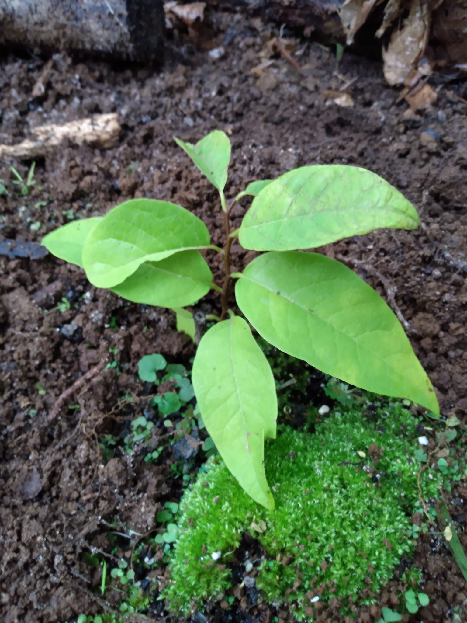 359日目:シュガーアップルを植えた