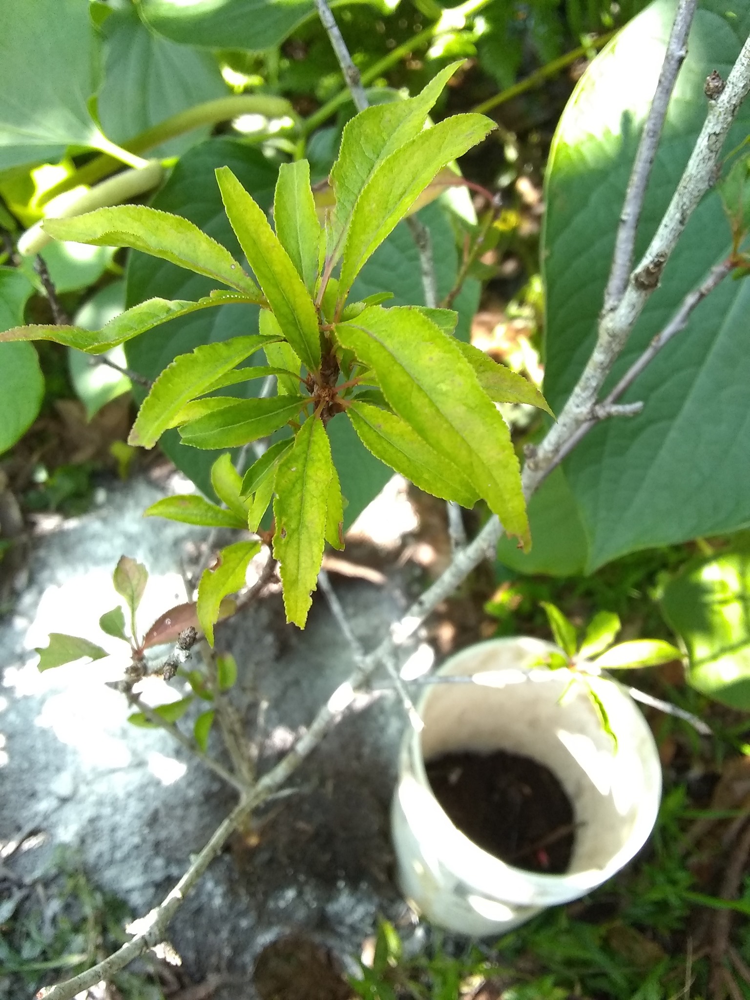 36日目:梅を植えた