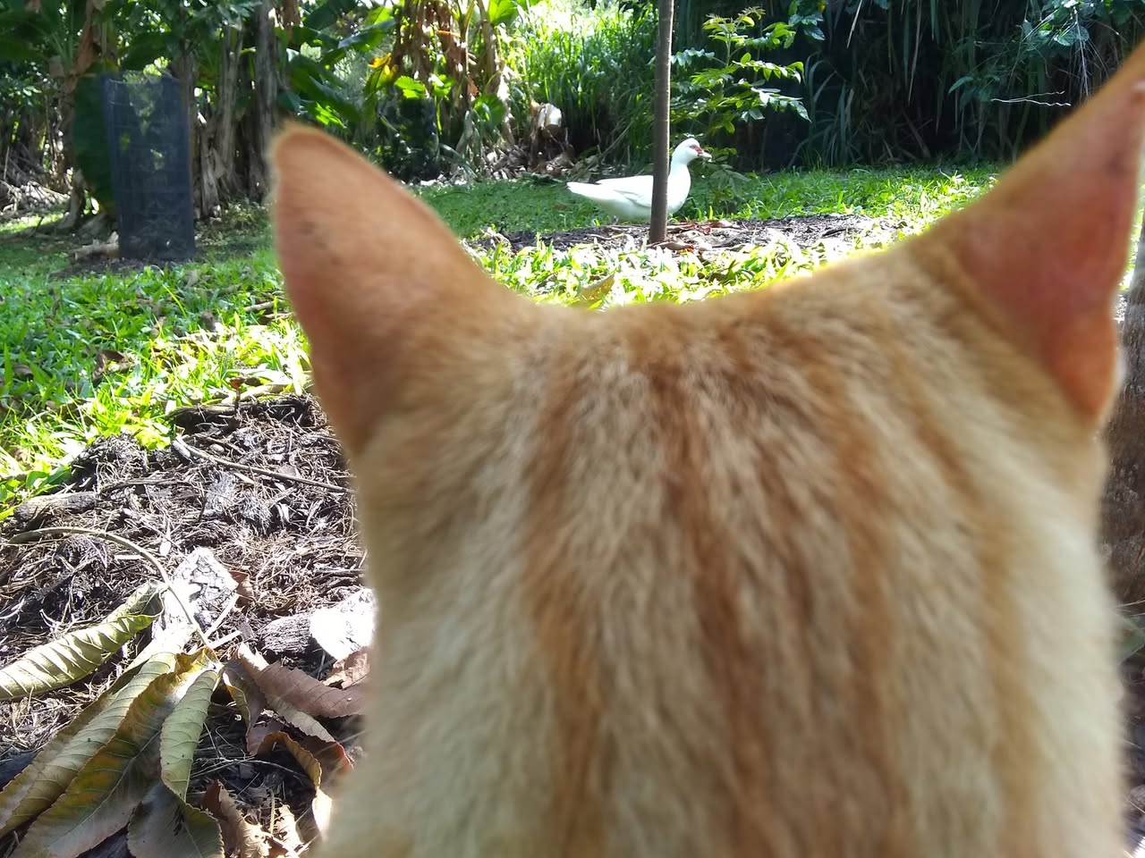 36日目:梅を植えた