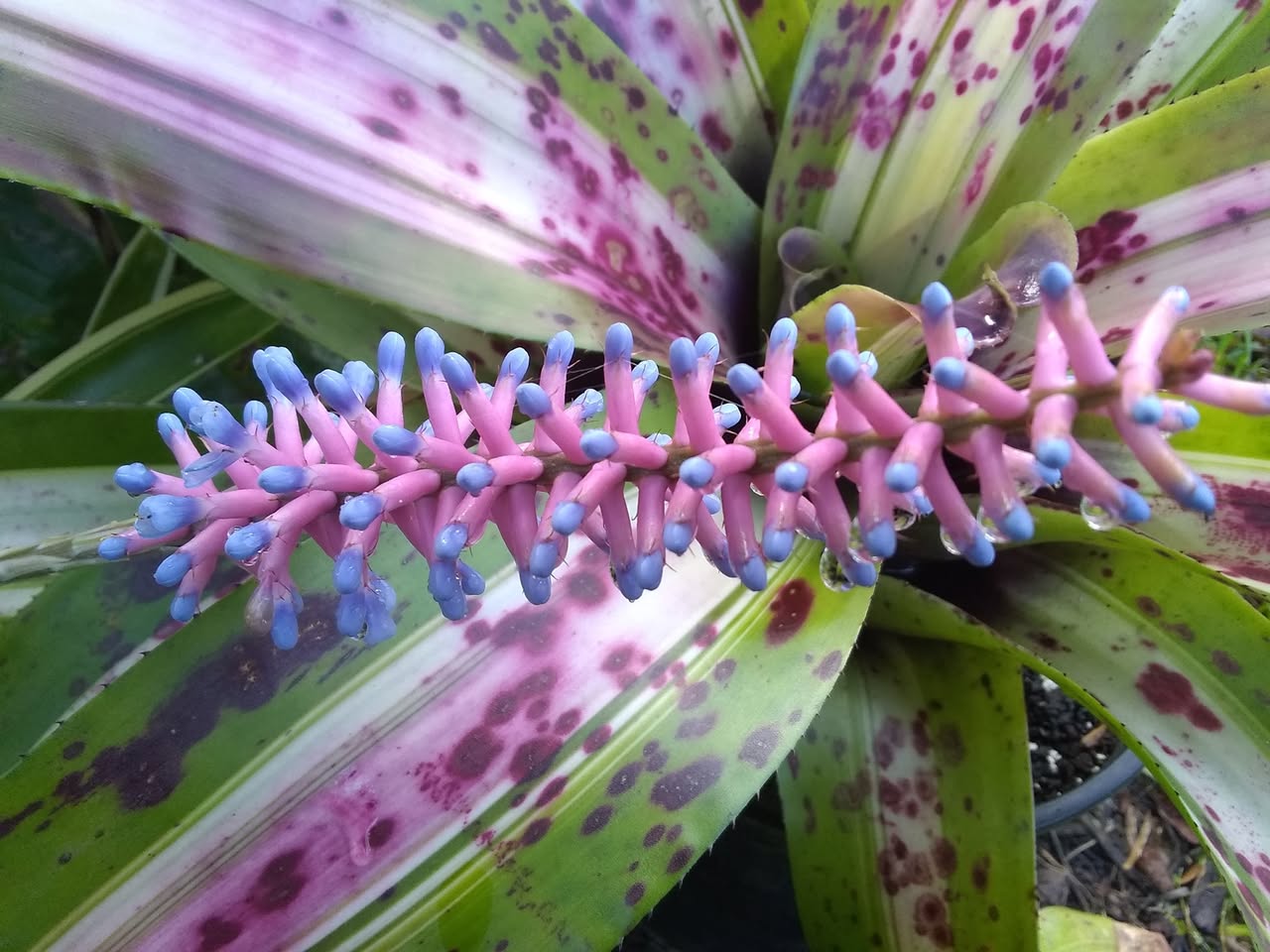 36日目:梅を植えた