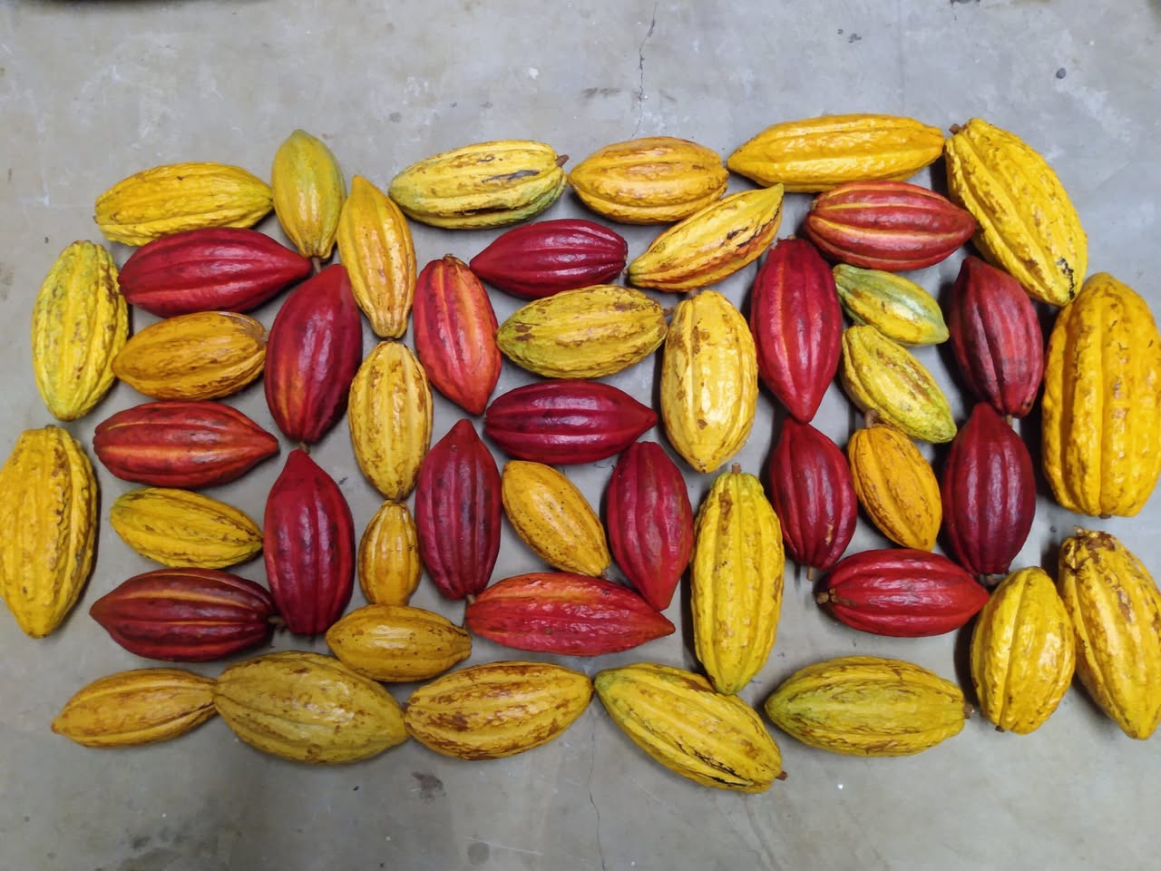 Day 360: Today I planted a cacao tree. I must have planted around 70 this year and I am v