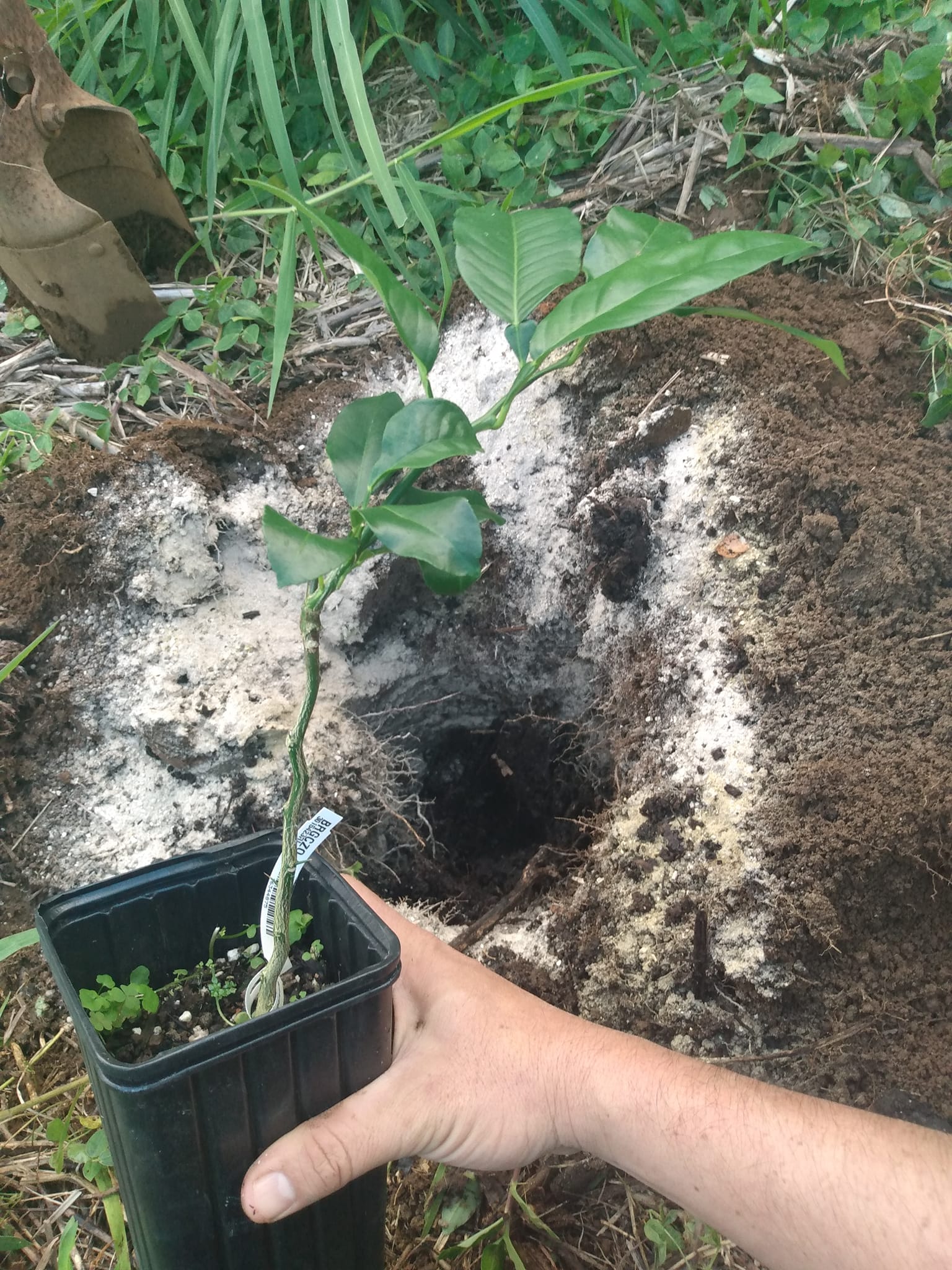 361日目:ベルガモットを植えた