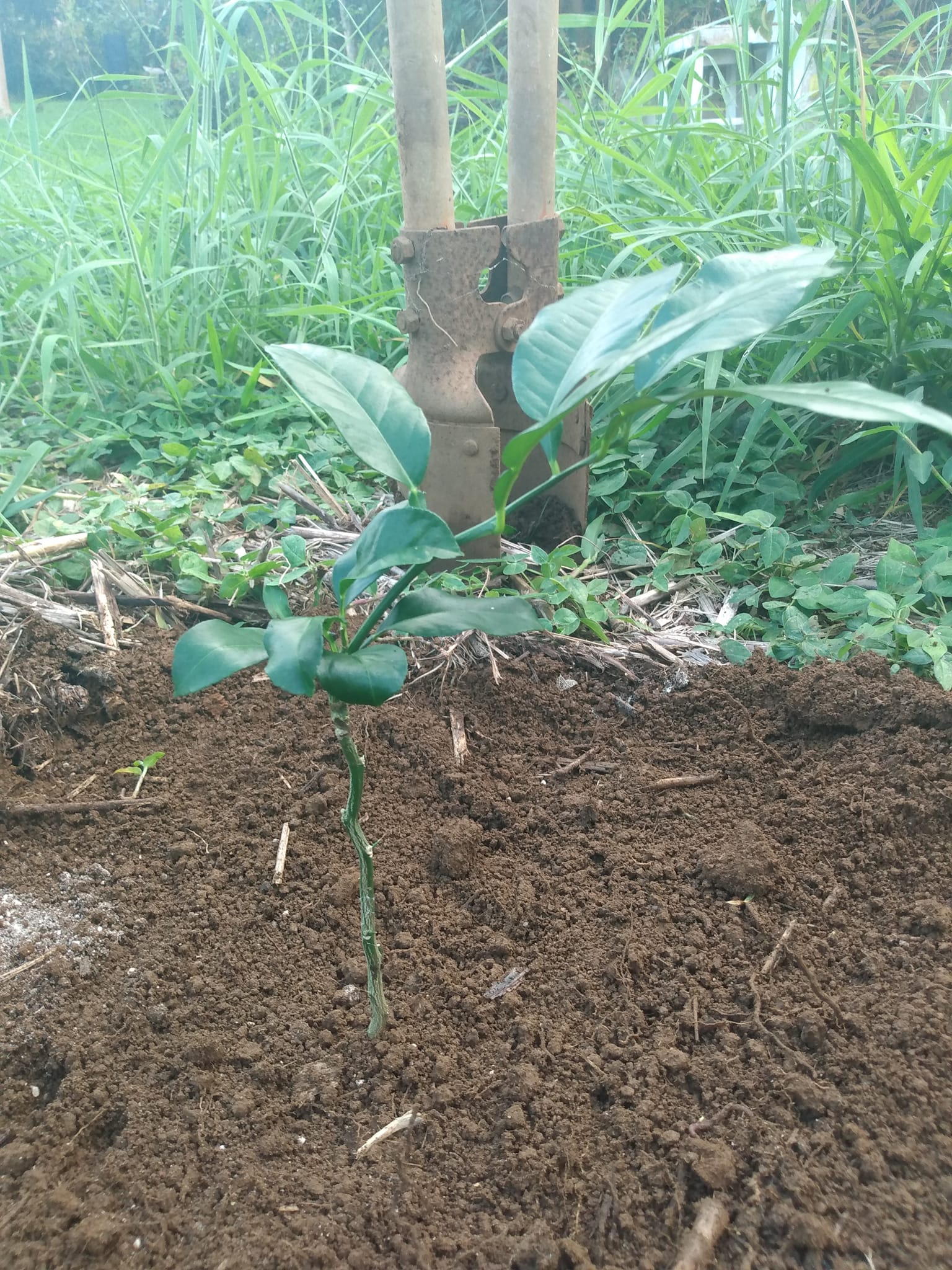 361日目:ベルガモットを植えた