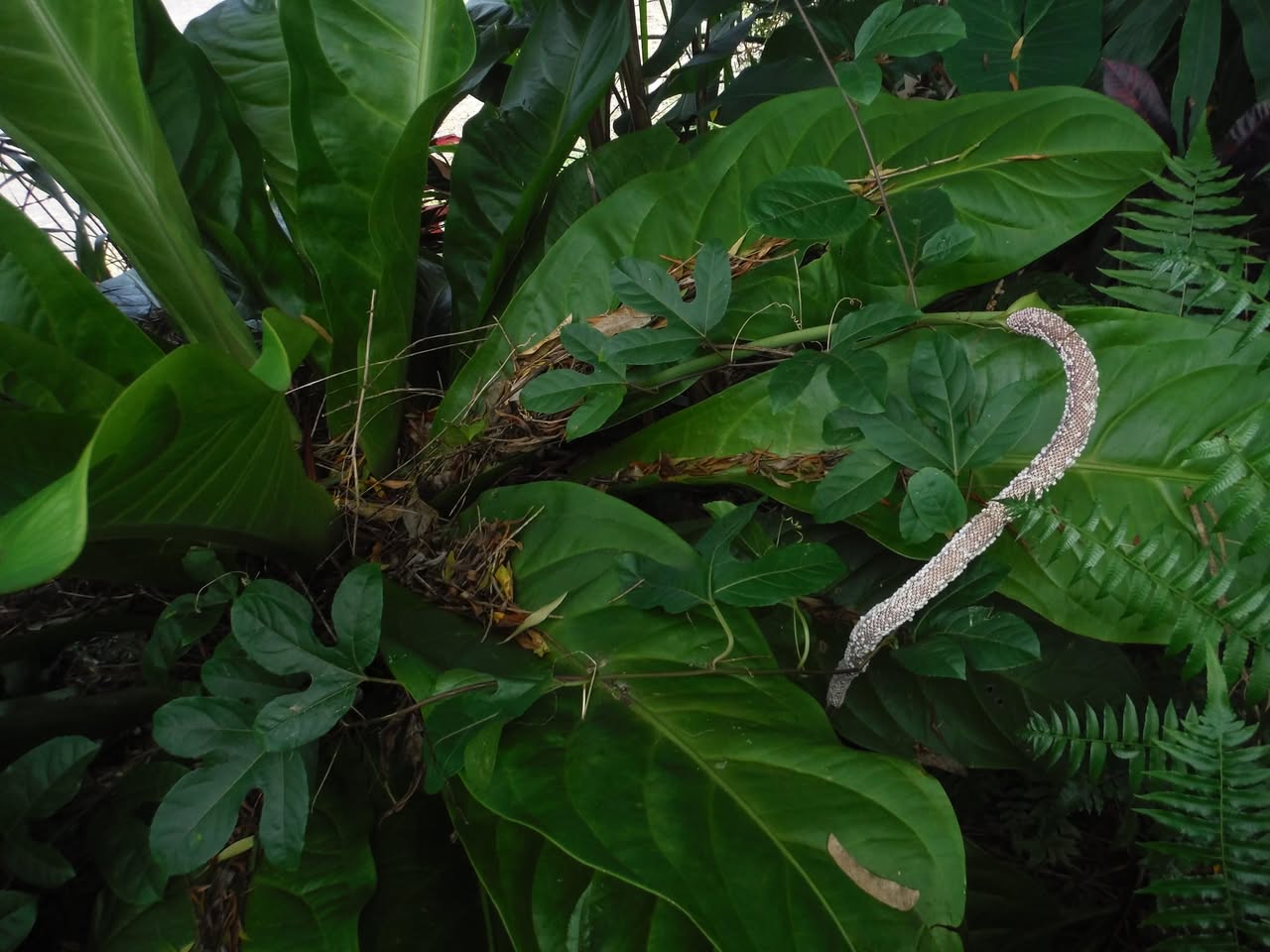 Day 362: Today I planted two bird's nest anthuriums aka Anthurium hookeri. I sprouted the