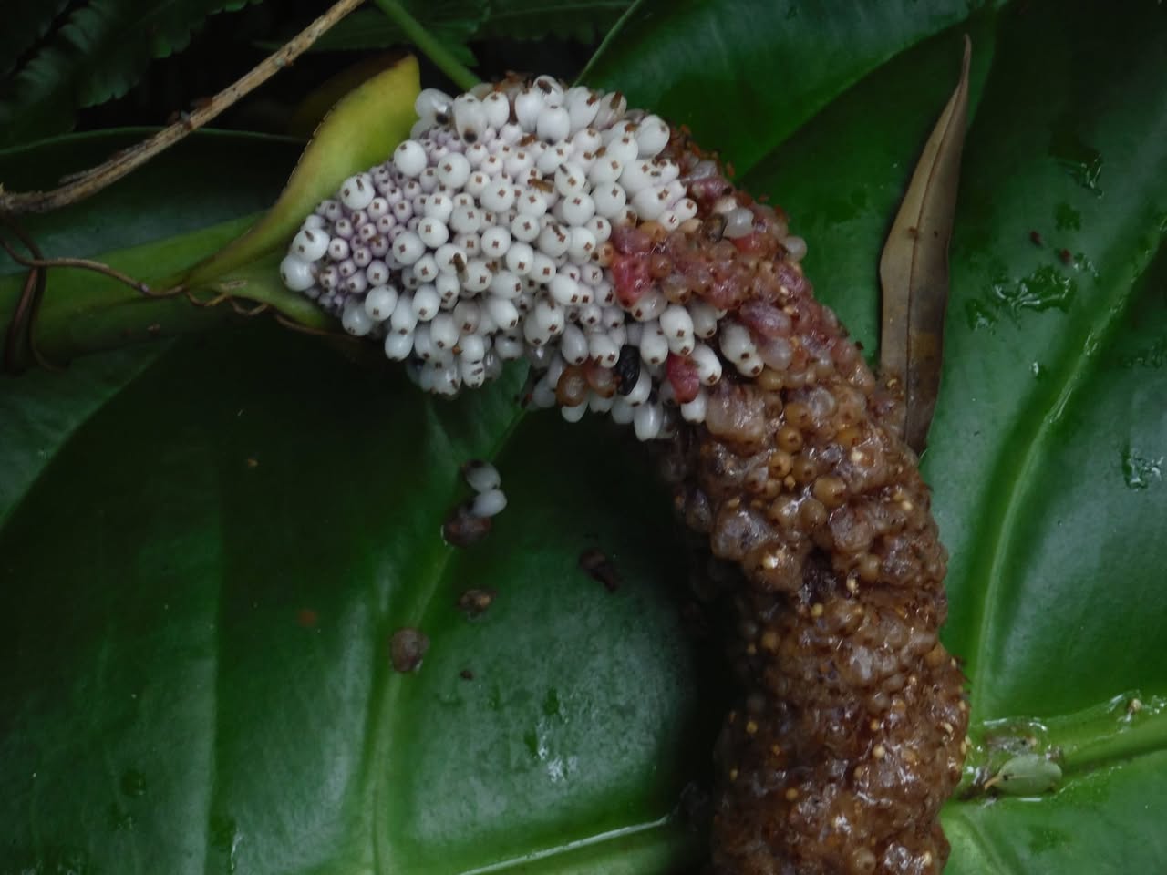 362日目:鳥の巣アンセリウムを植えた