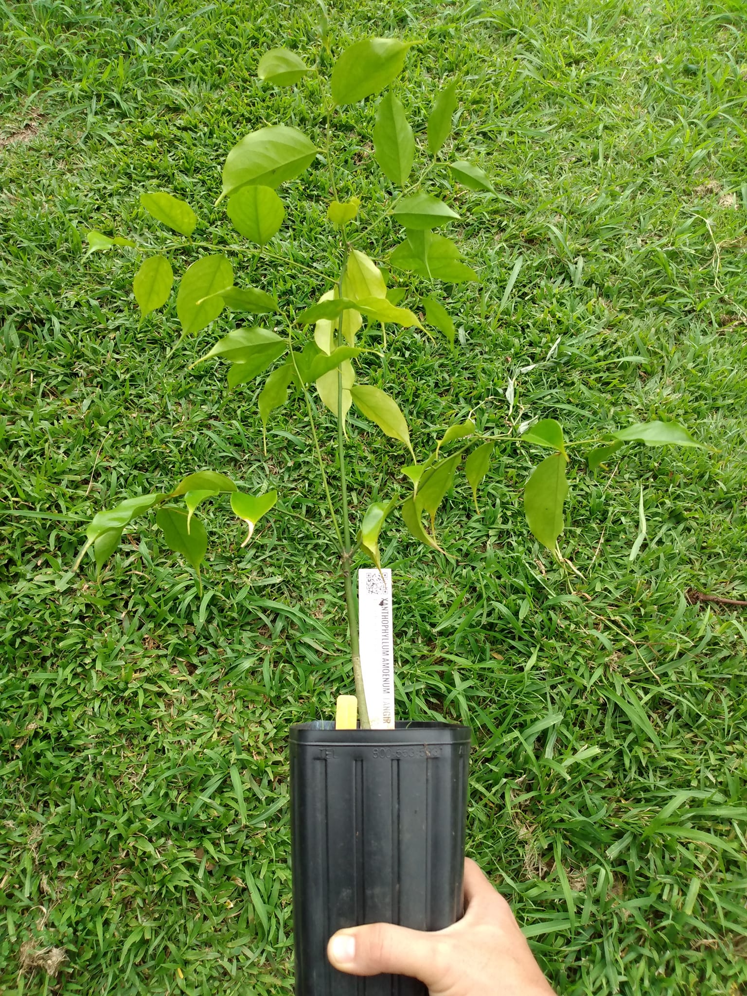 Day 363: We are forever grateful for the many ultra rare fruit trees that Joe shar