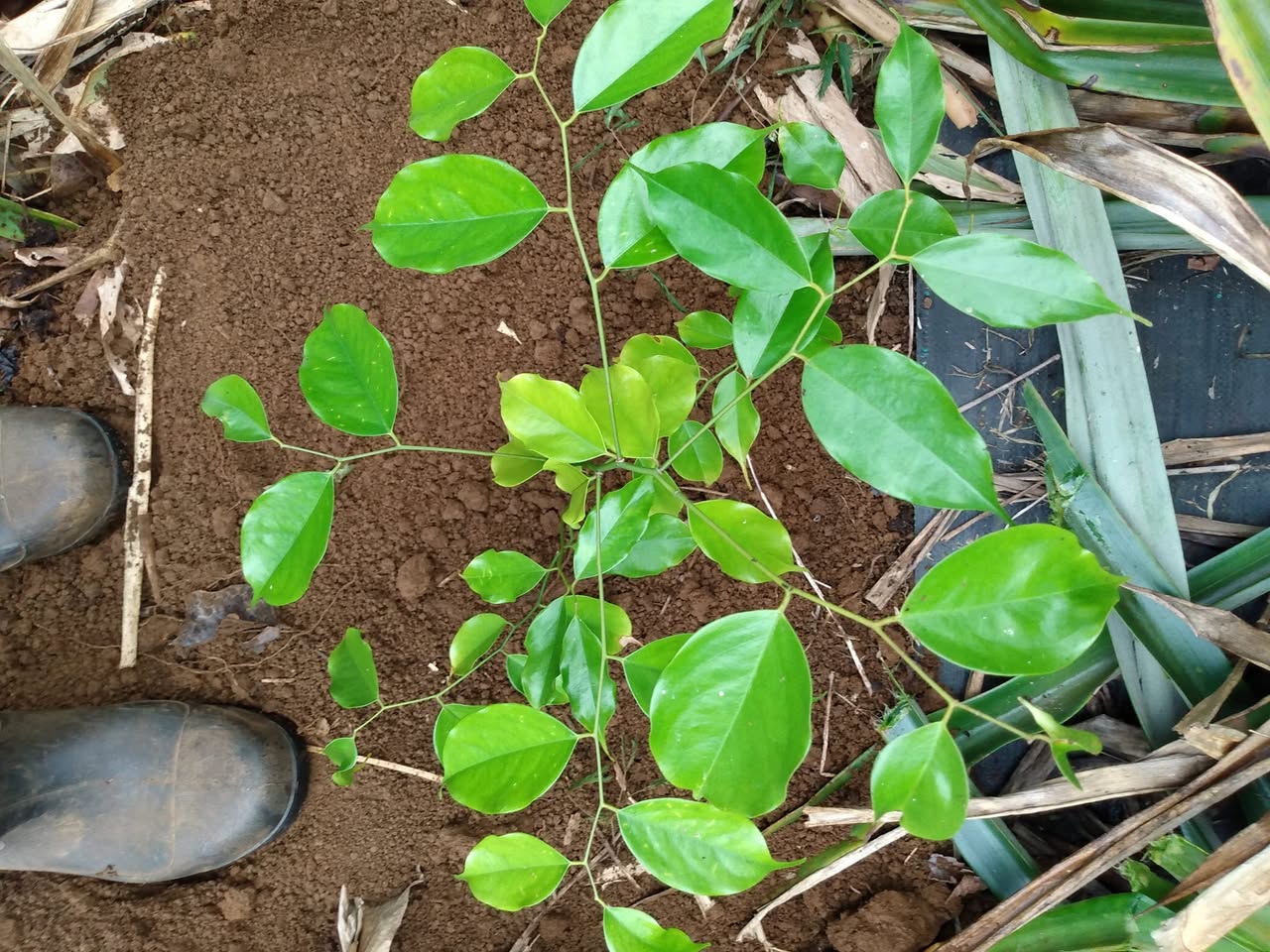 Day 363: We are forever grateful for the many ultra rare fruit trees that Joe shar