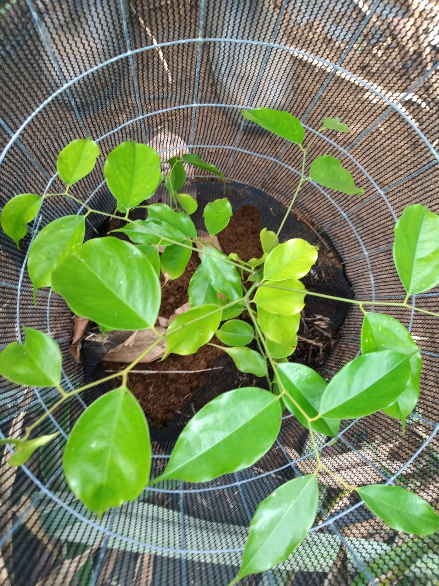 Day 363: We are forever grateful for the many ultra rare fruit trees that Joe shar