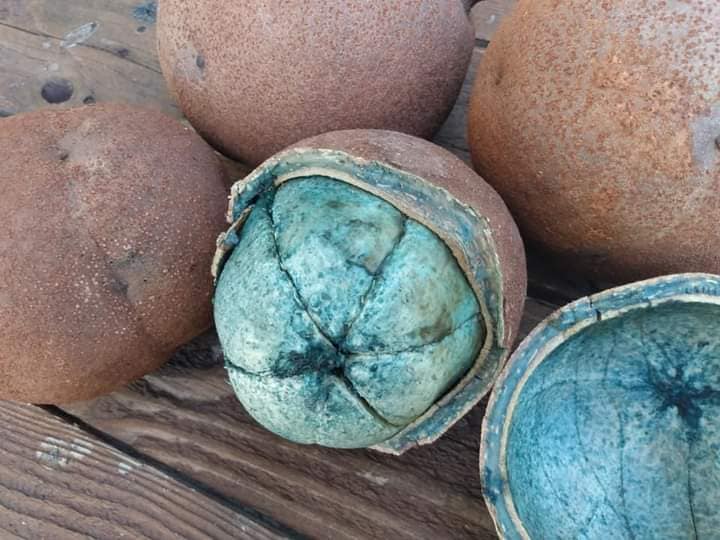 Day 364: Today I planted a cannonball tree. In early August SuiLing and Orlando sent me s