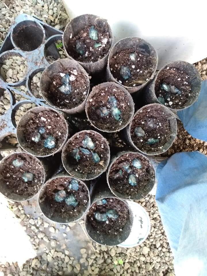 Day 364: Today I planted a cannonball tree. In early August SuiLing and Orlando sent me s