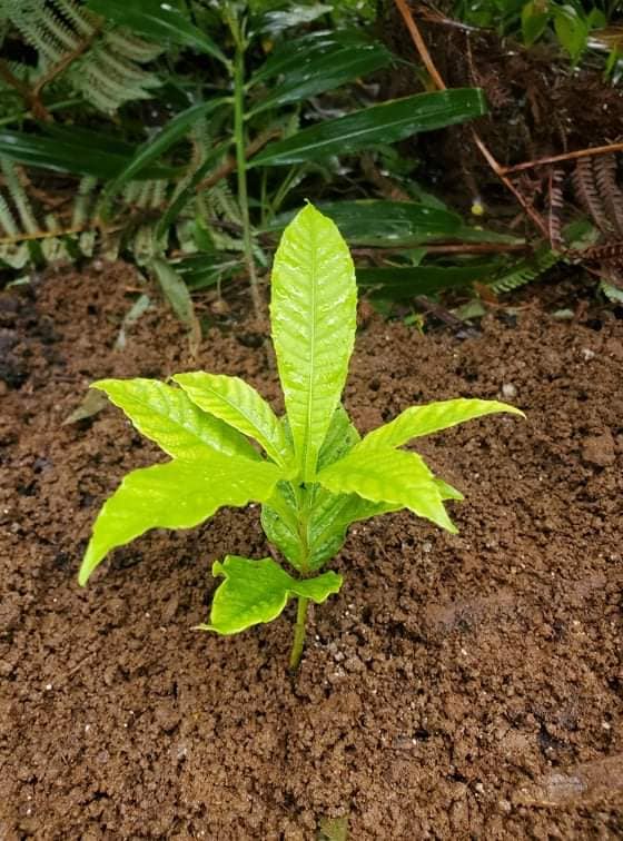 Day 364: Today I planted a cannonball tree. In early August SuiLing and Orlando sent me s