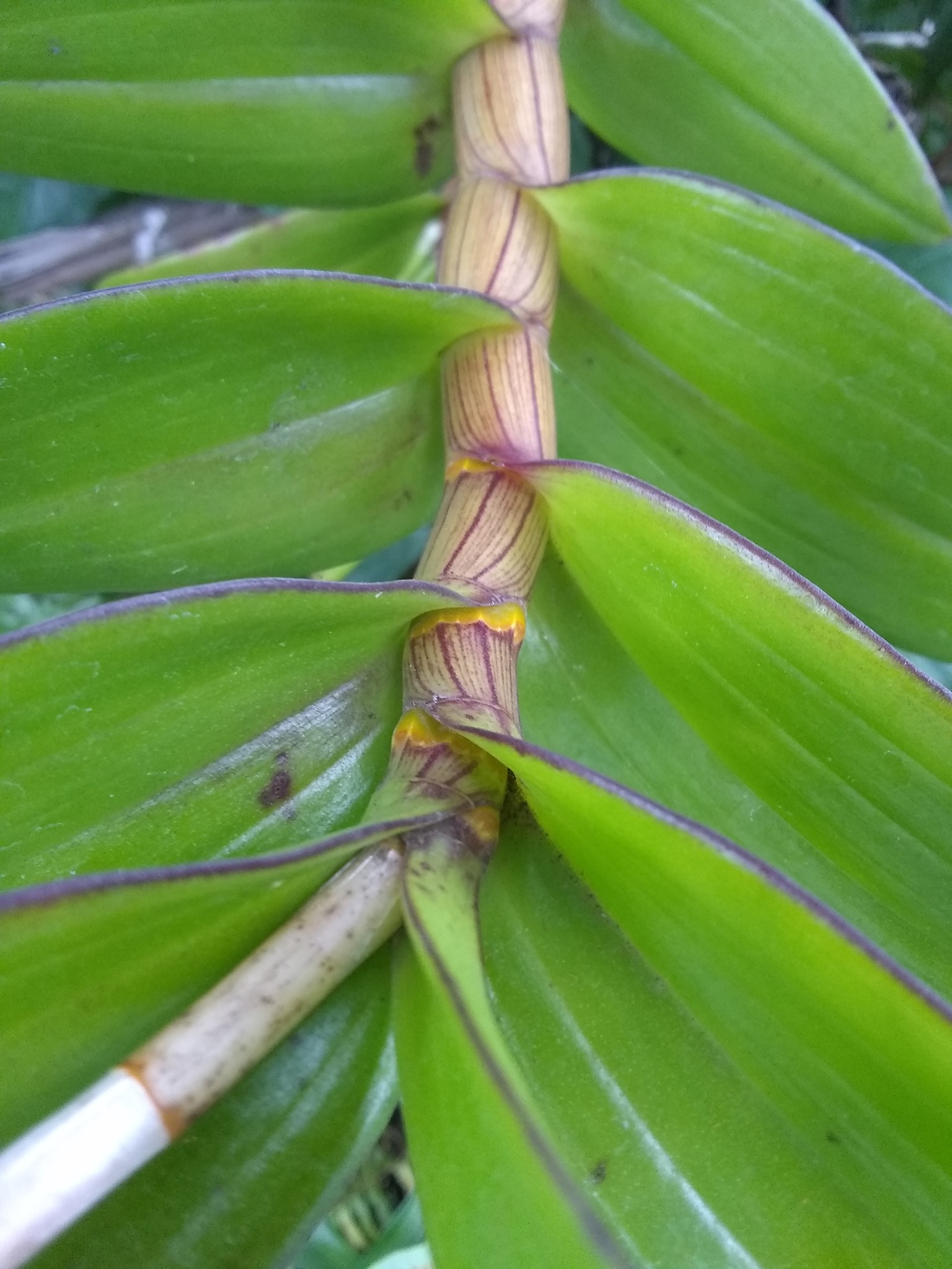 37日目:ランを植えた