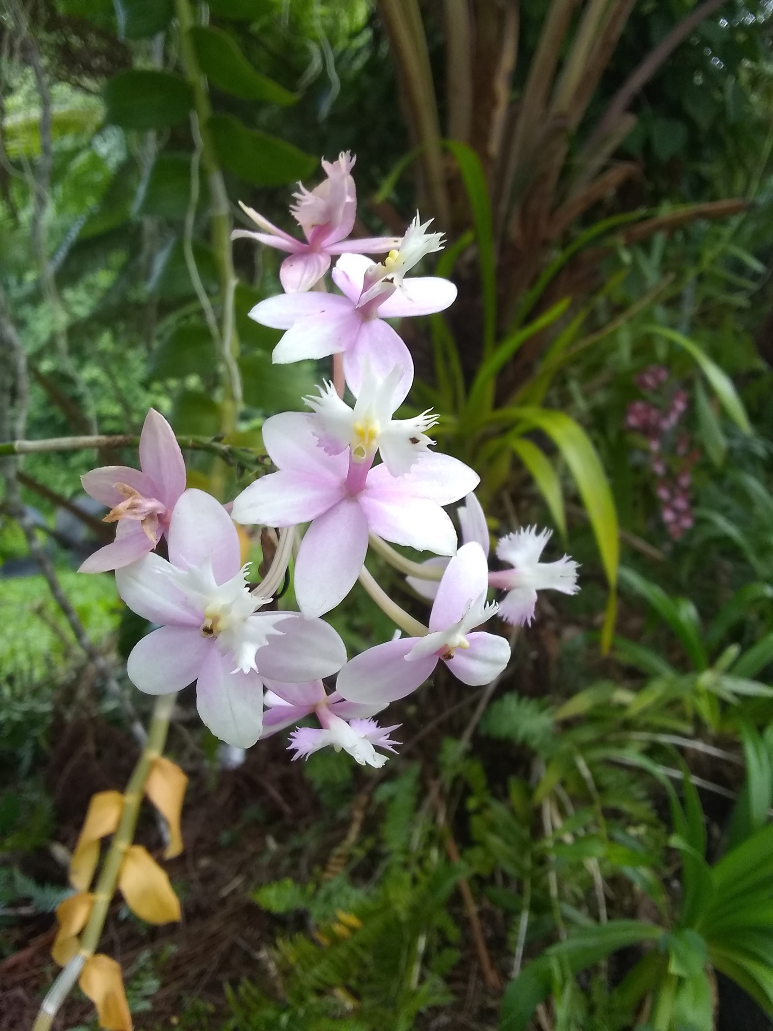 37日目:ランを植えた