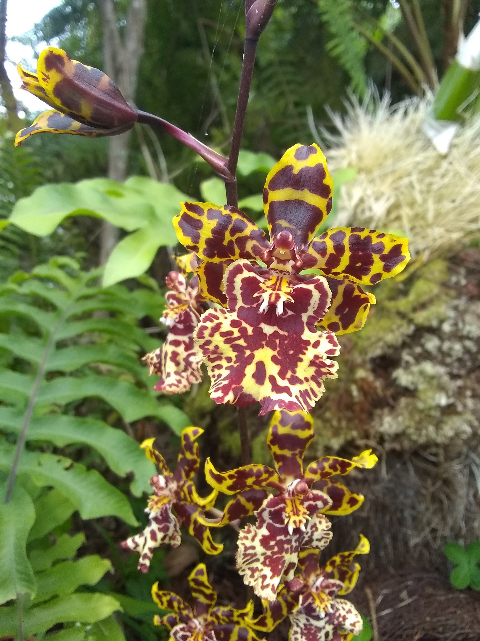 37日目:ランを植えた