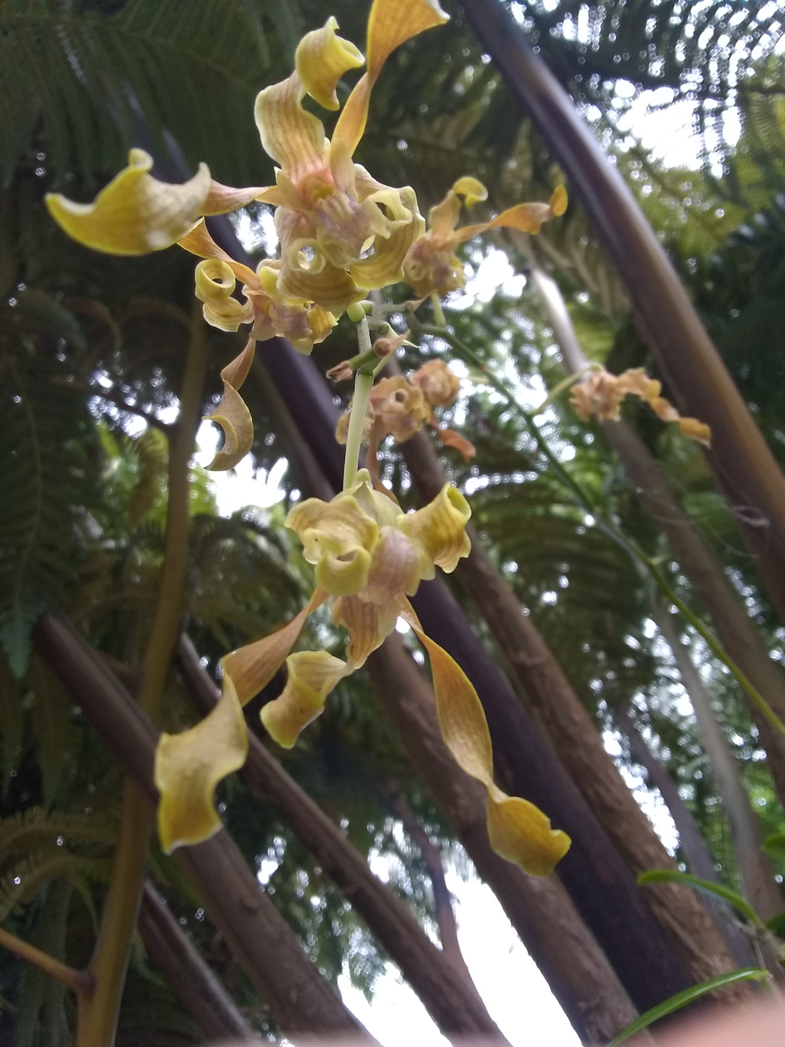 37日目:ランを植えた