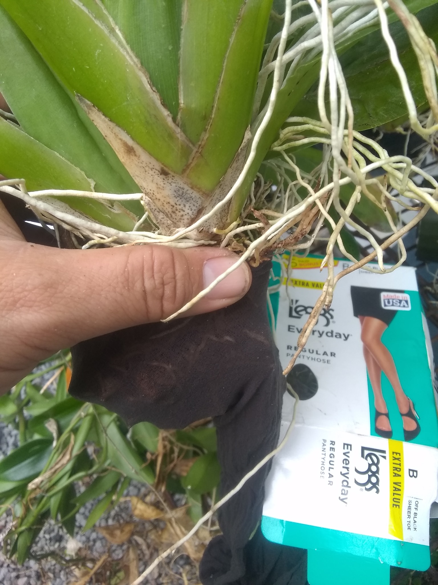 37日目:ランを植えた