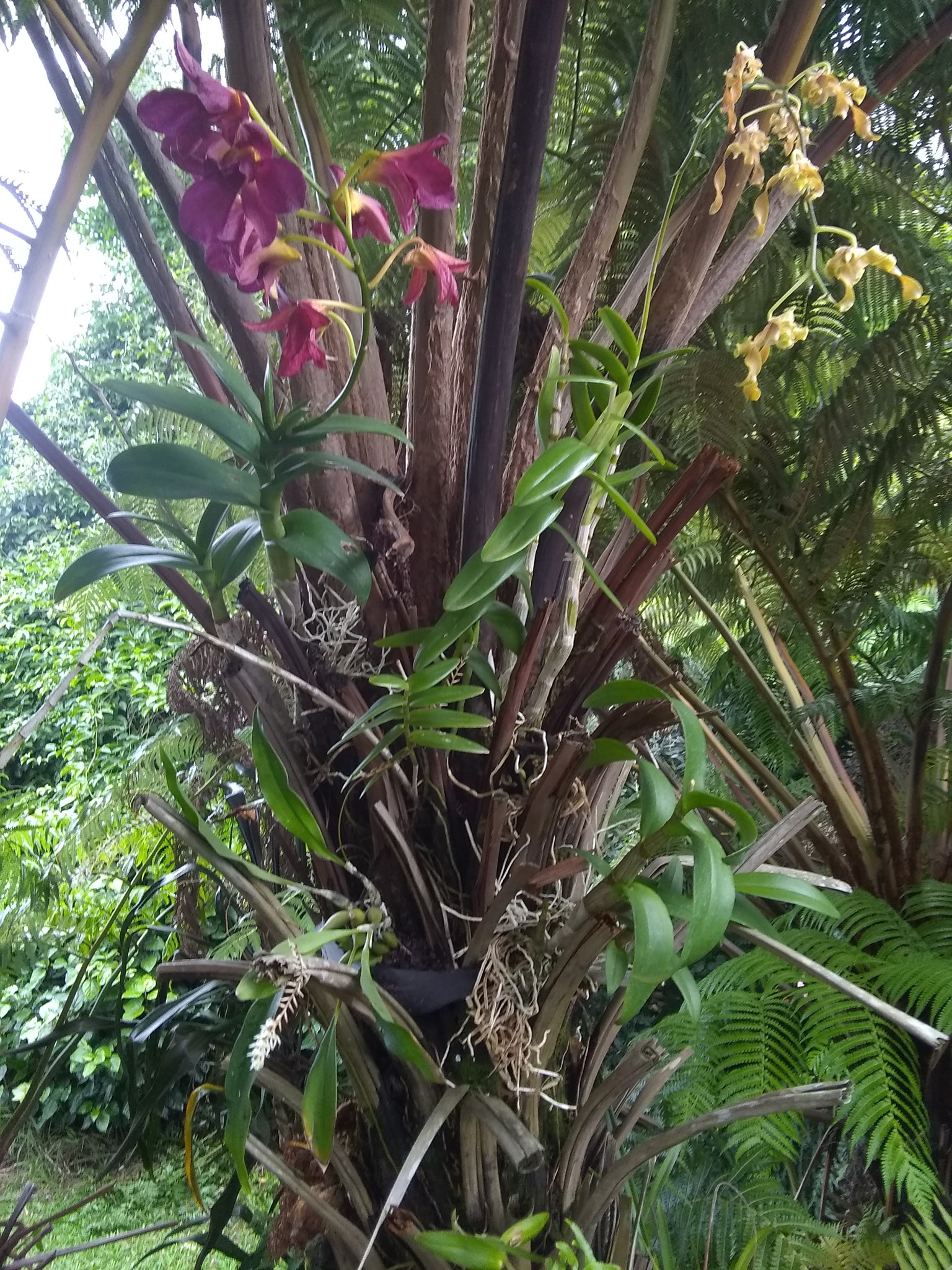 37日目:ランを植えた