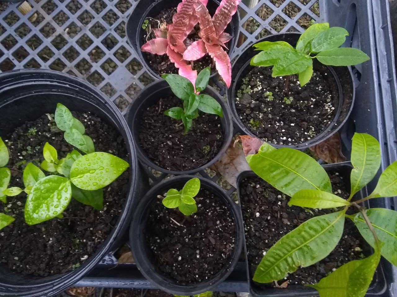 38日目:ハプウを移植した