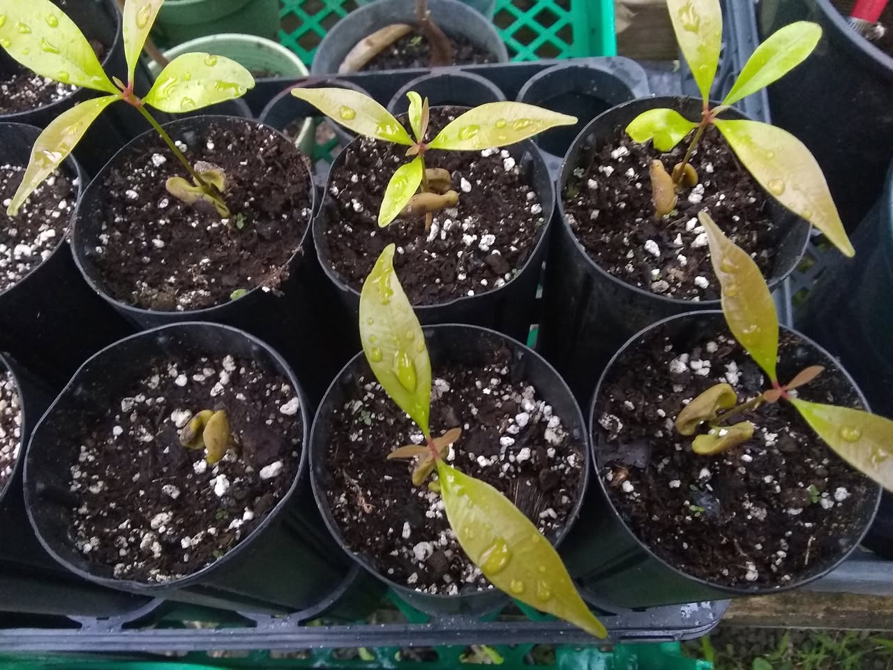 38日目:ハプウを移植した