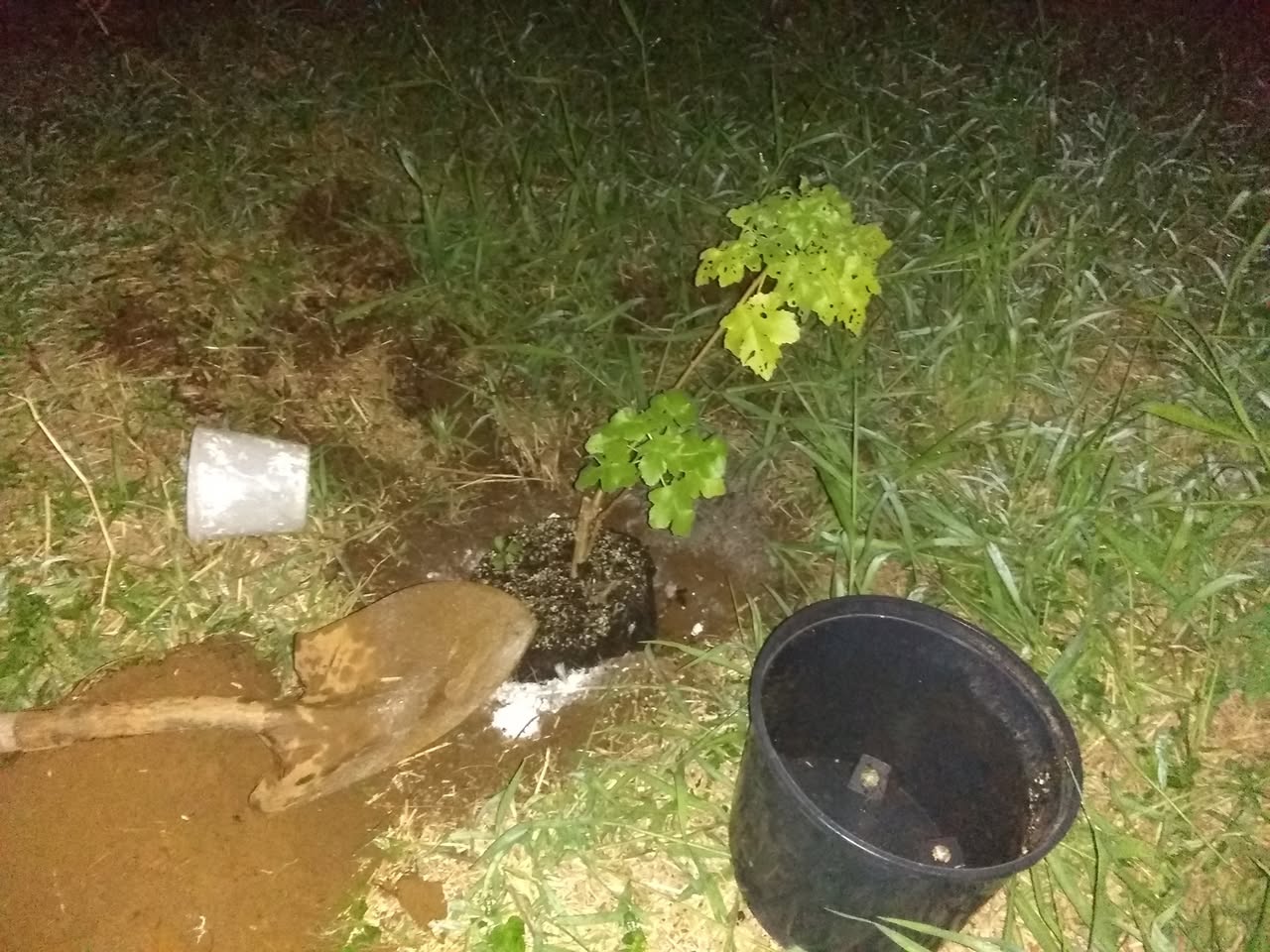 39日目:ハウの木を植えた