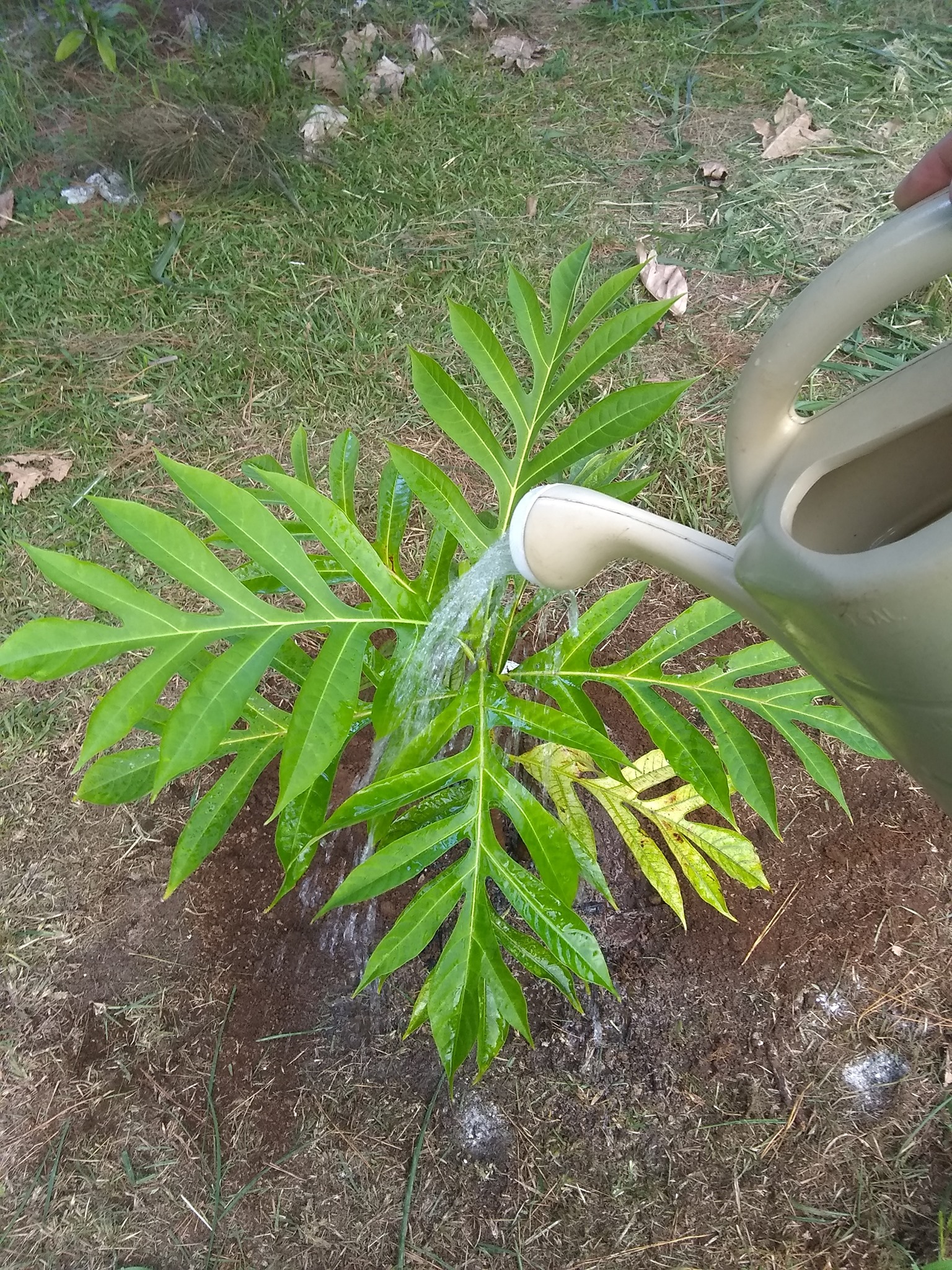4日目:ulu(パンノキ)を植えた